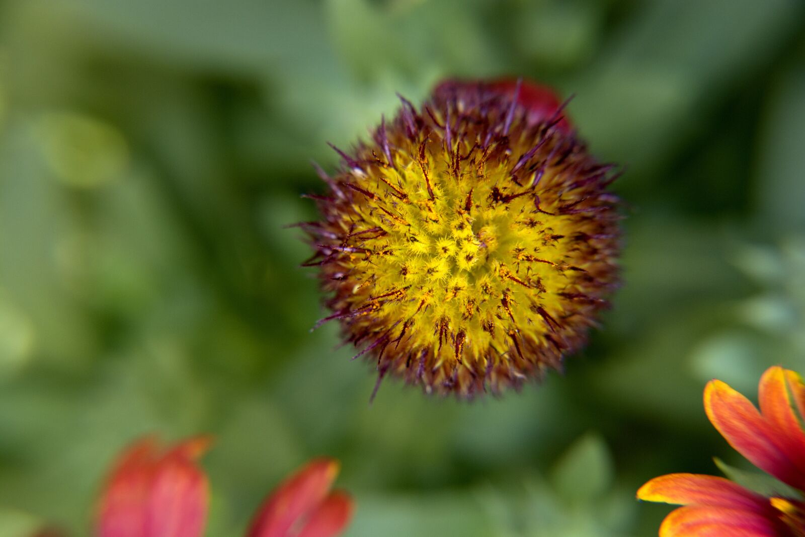 Nikon D5200 sample photo. Blanket flower head with photography