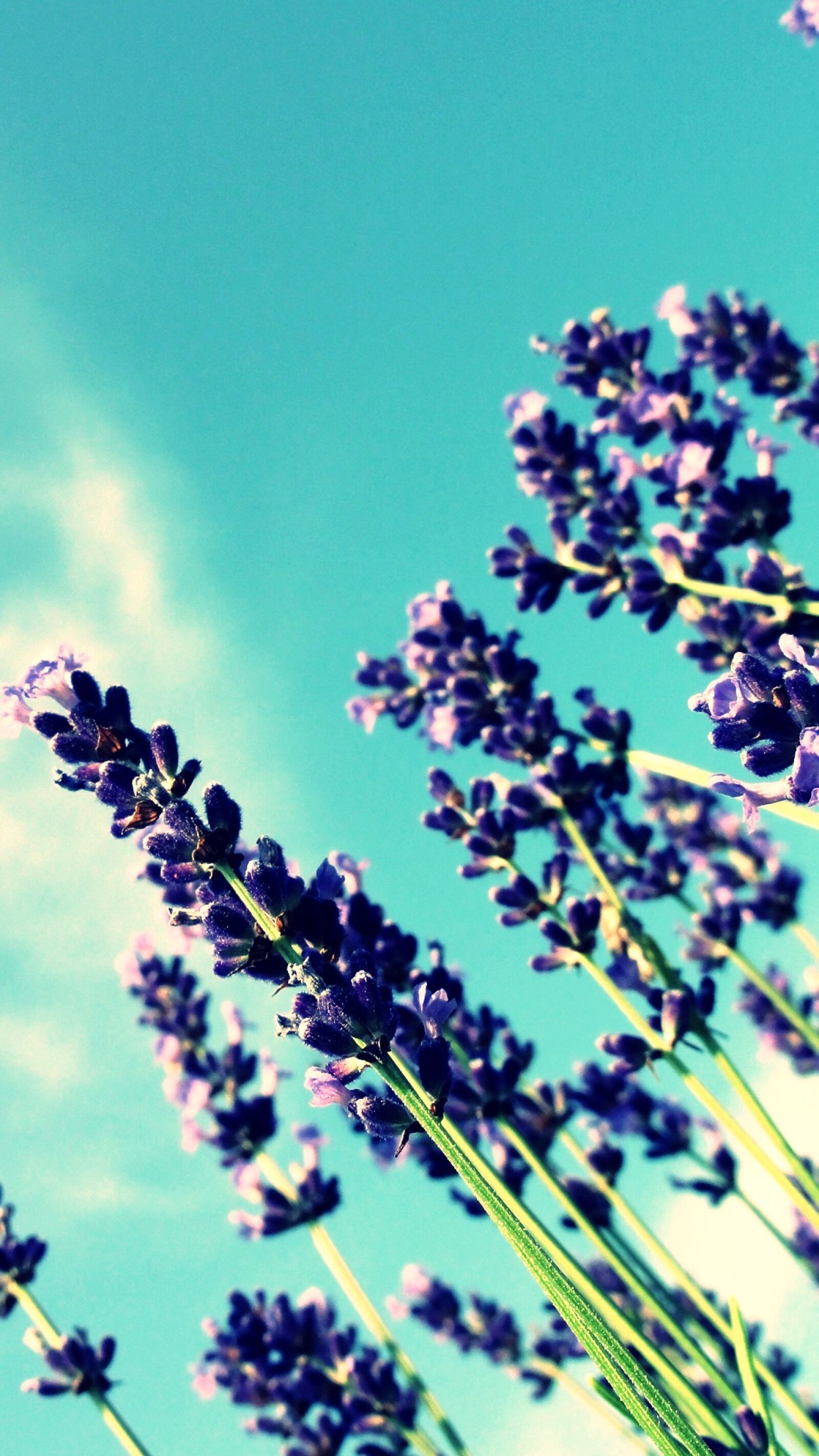 Sony DSC-HX5V sample photo. Blue, sky, flower, lavender photography