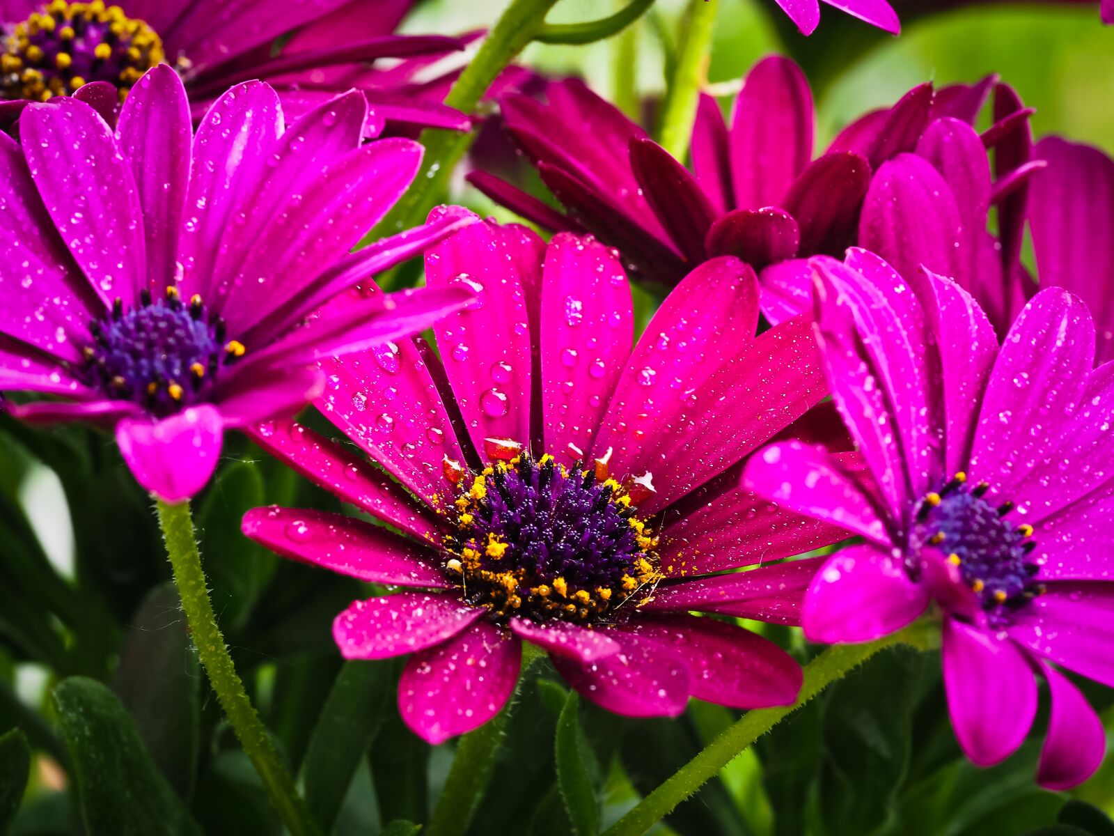 Olympus OM-D E-M10 sample photo. Cape basket, flower, composites photography