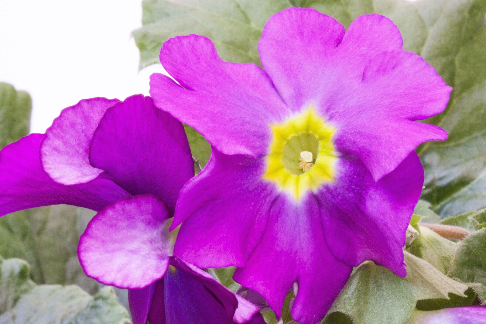 Canon EOS 50D sample photo. Primroses, primula vulgaris hybrid photography