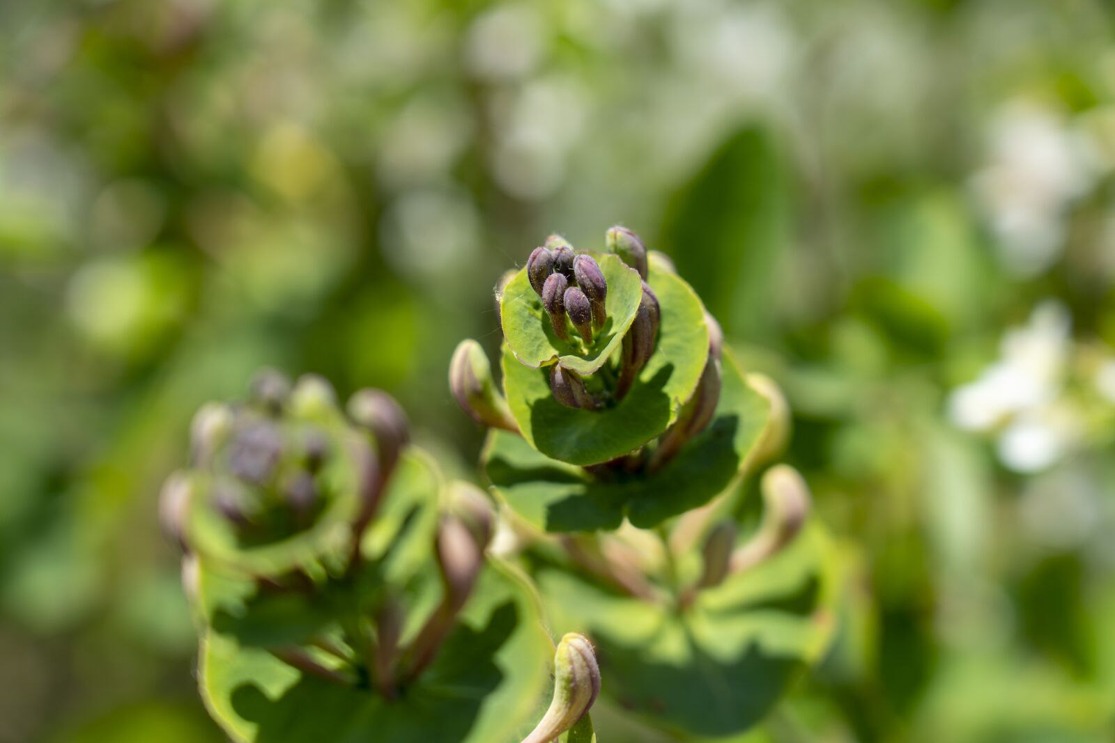 Sony FE 24-105mm F4 G OSS sample photo. Nature, flowering, flora photography