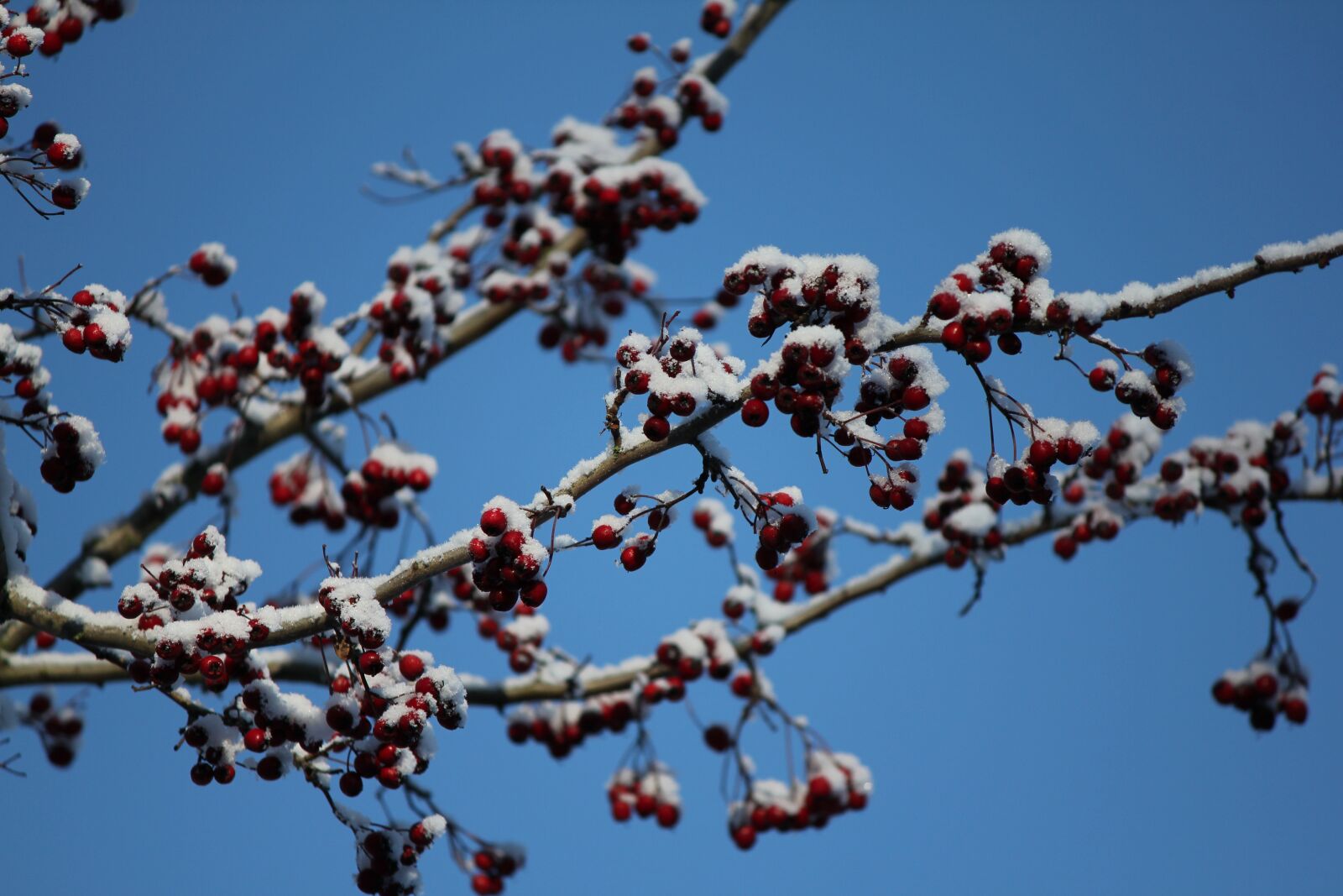 Canon EOS 550D (EOS Rebel T2i / EOS Kiss X4) sample photo. Tree, twig, berries photography