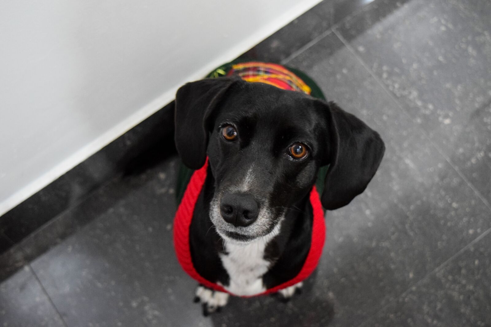 Nikon D3300 sample photo. Dog, doggo, christmas photography