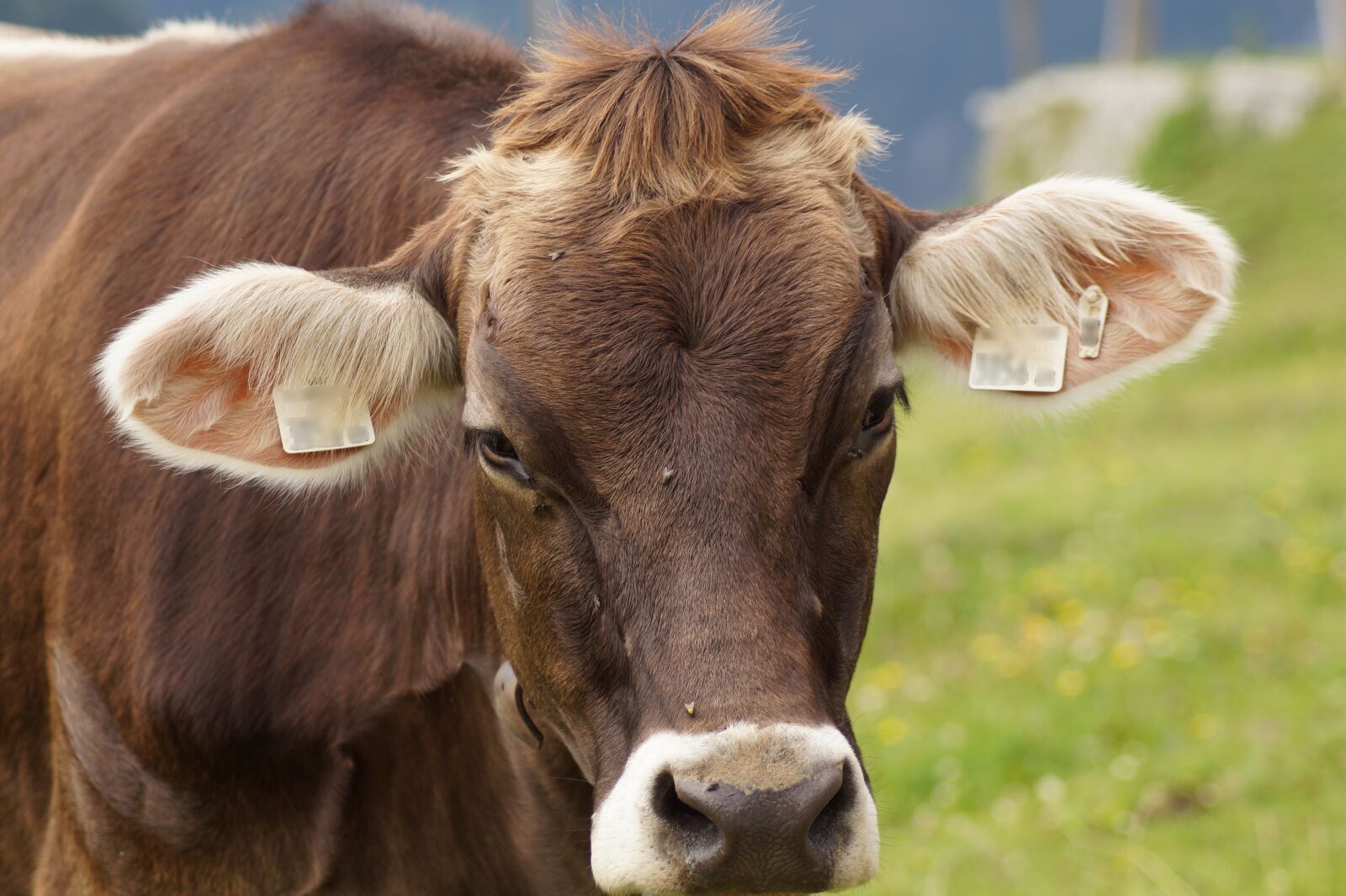 Sony SLT-A58 sample photo. Cow, beef, livestock photography