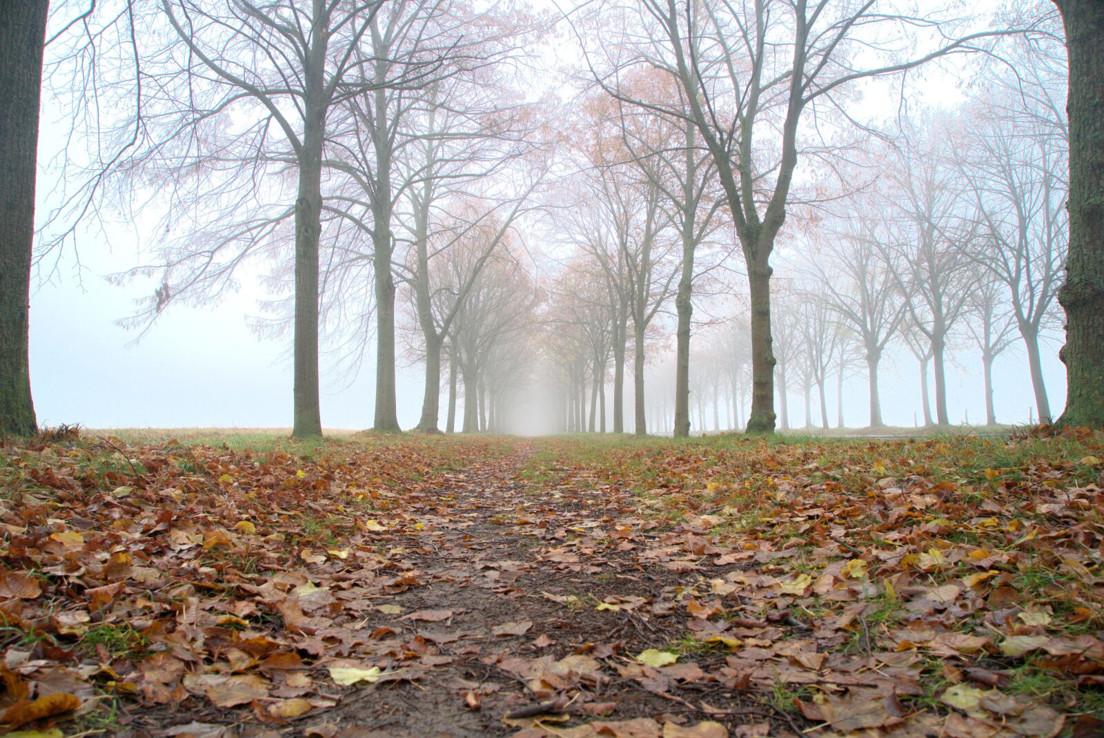 Sony a7 II + Sony Vario Tessar T* FE 24-70mm F4 ZA OSS sample photo. Avenue, tree lined avenue photography