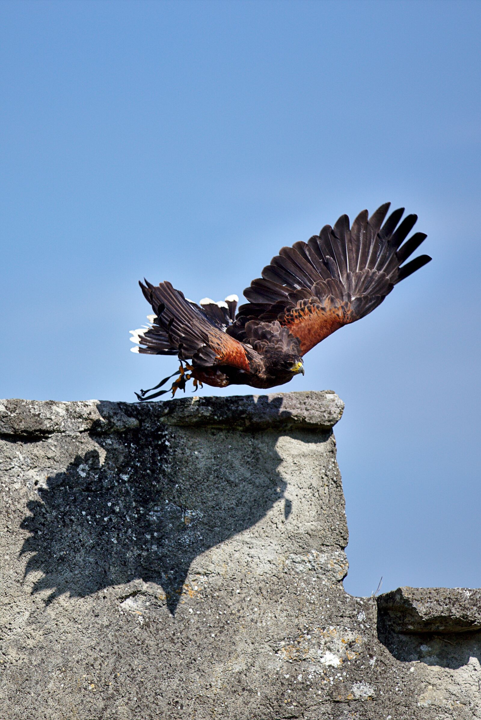 Canon EOS 6D sample photo. Harris hawk, raptor, falconry photography