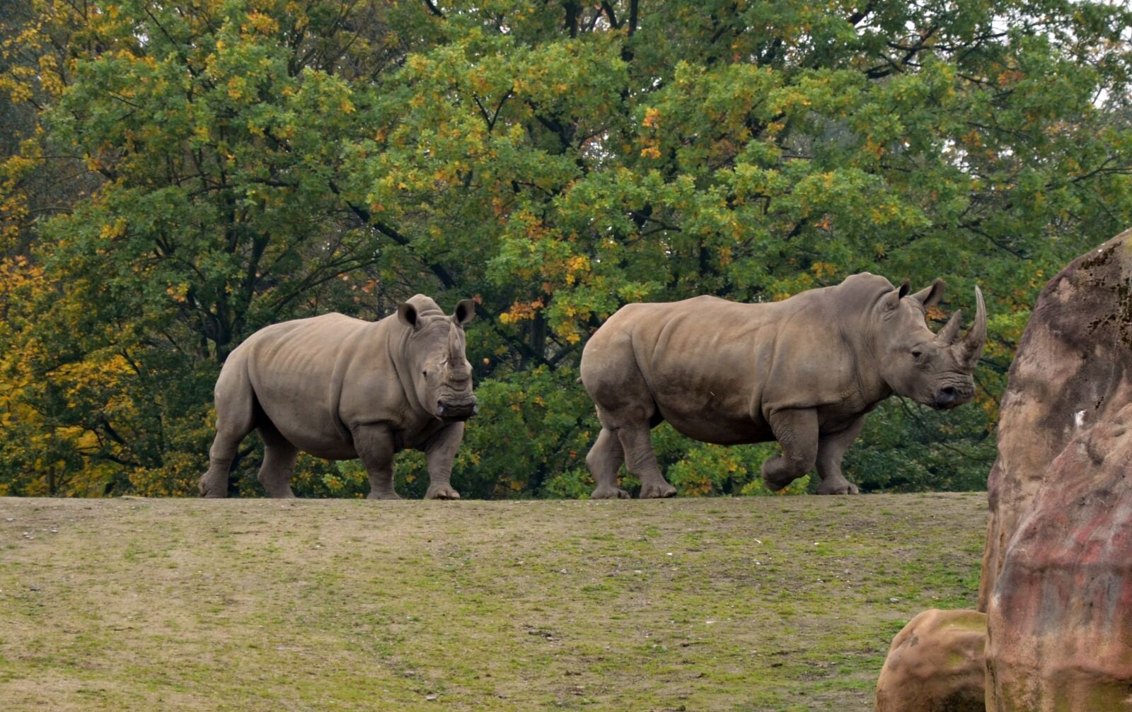 Nikon D5100 sample photo. Rhino, savannah, safari photography