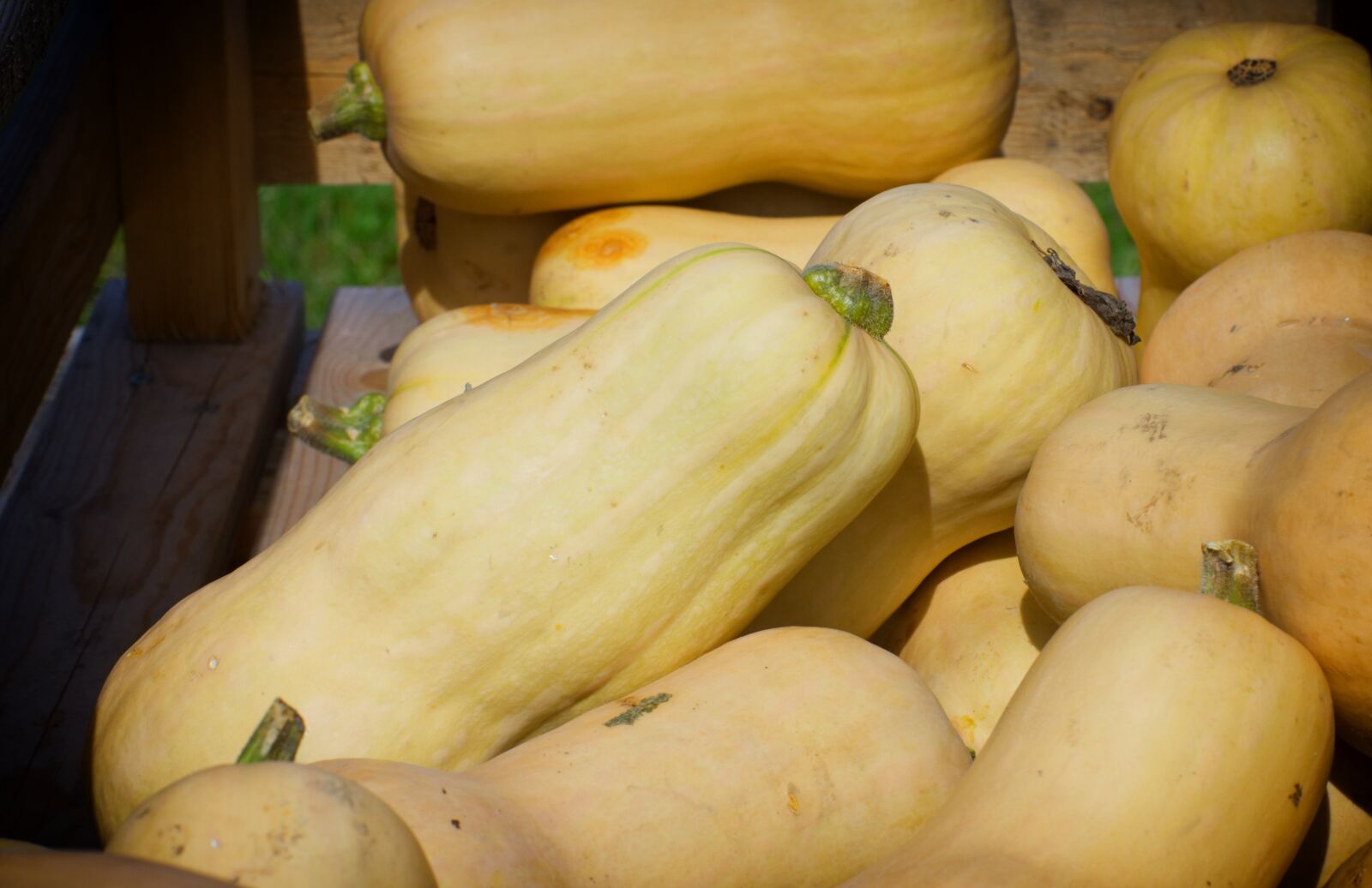 Nikon D7200 sample photo. Pumpkins, autumn, decoration photography