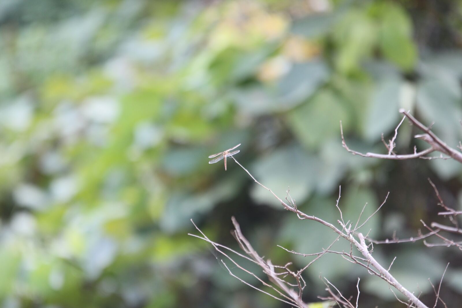 Canon EOS 650D (EOS Rebel T4i / EOS Kiss X6i) sample photo. Dragonfly, autumn, nature photography