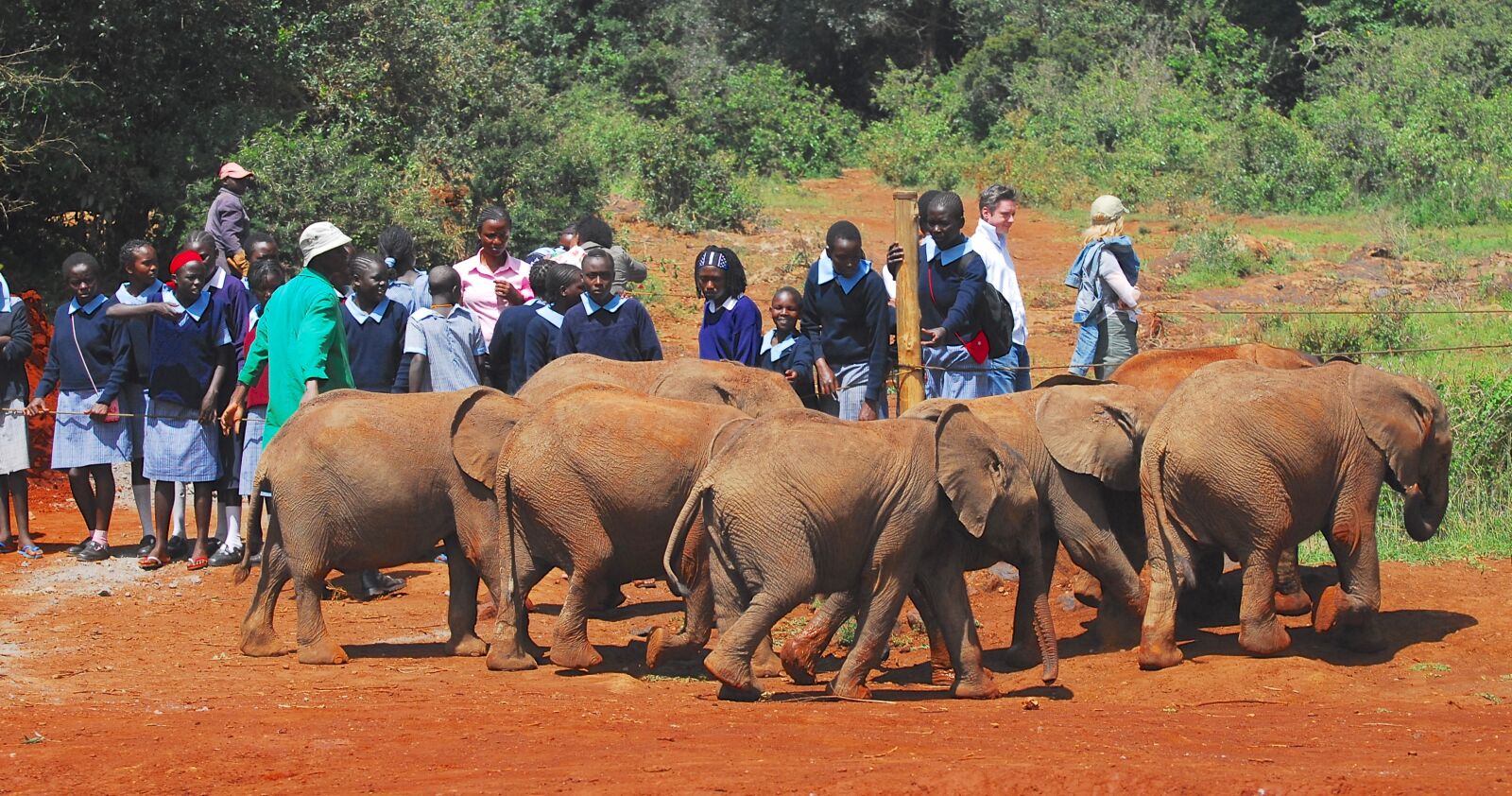 Nikon D200 sample photo. Elephants, orphans, nairobi photography