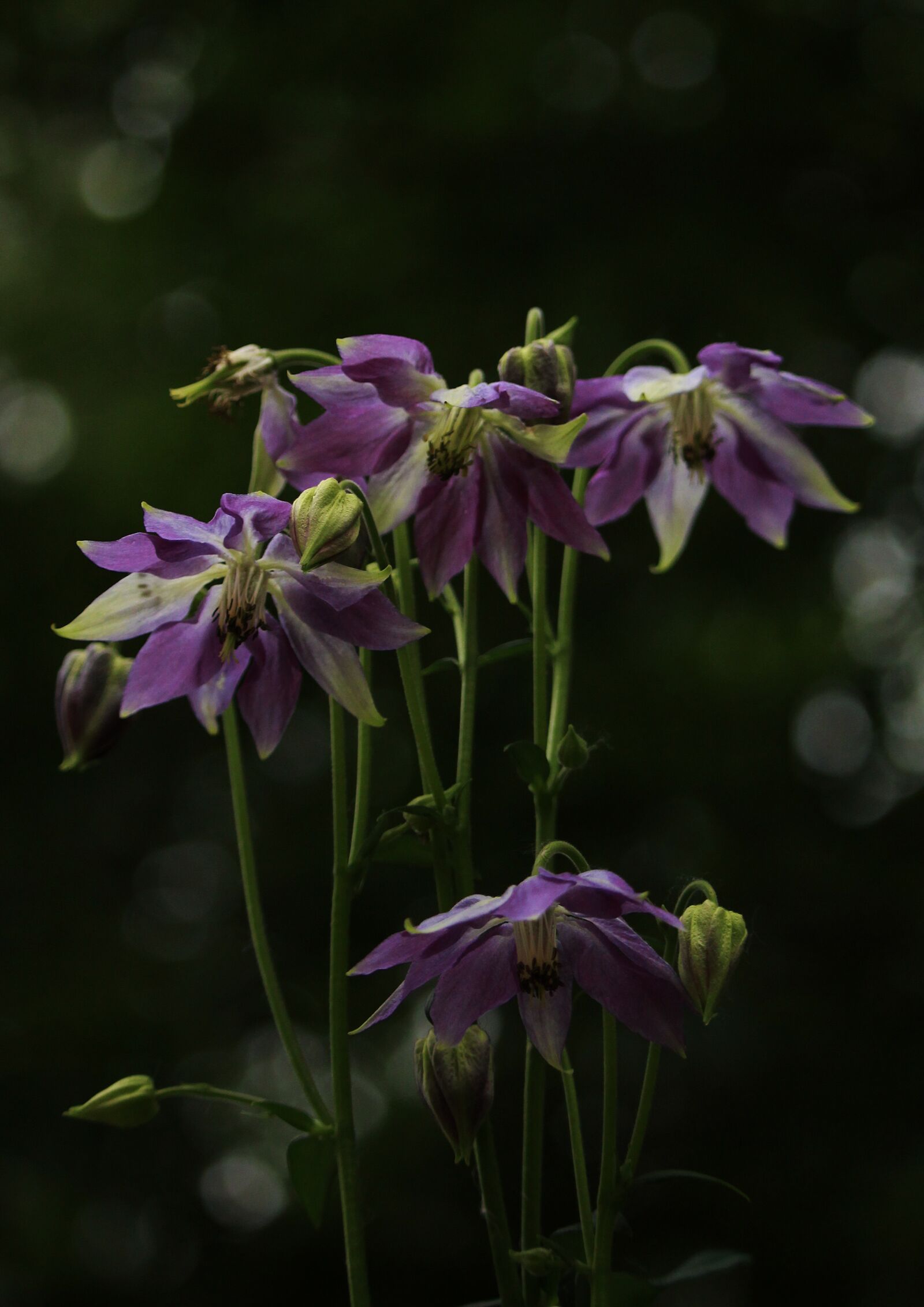 Canon EOS 1200D (EOS Rebel T5 / EOS Kiss X70 / EOS Hi) sample photo. Flower, bud, purple photography