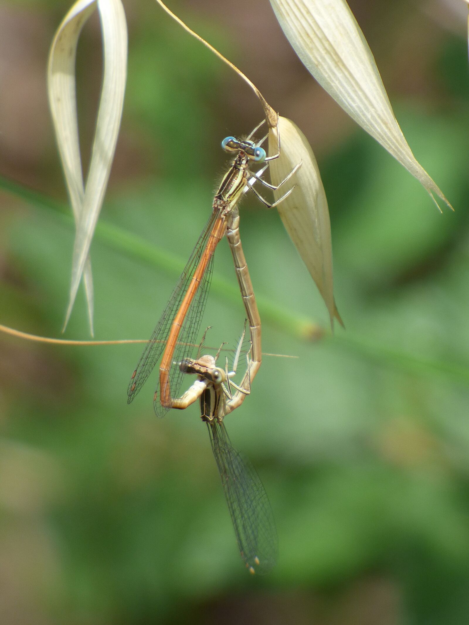 Panasonic Lumix DMC-FZ70 sample photo. Platycnemis latipes, dragonfly, damselfly photography