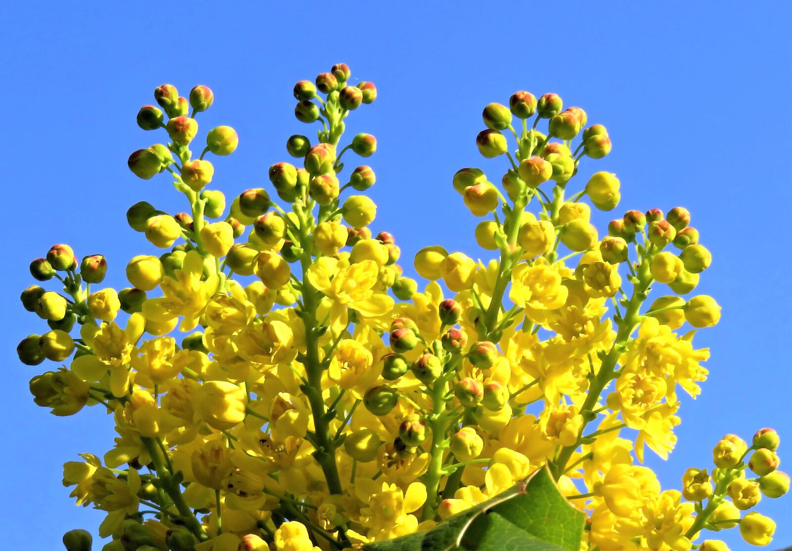 Canon PowerShot SX710 HS sample photo. Oilseed rape, blossom, bloom photography