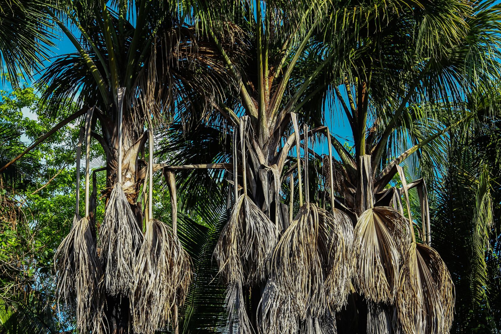 Canon EOS 60D + Canon EF 24-105mm F4L IS USM sample photo. Palm trees, trees, nature photography