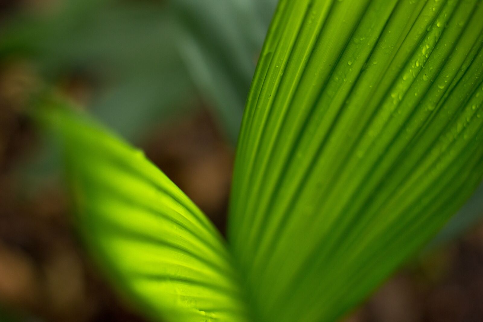Canon EOS 60D sample photo. Green, leaf, nature photography