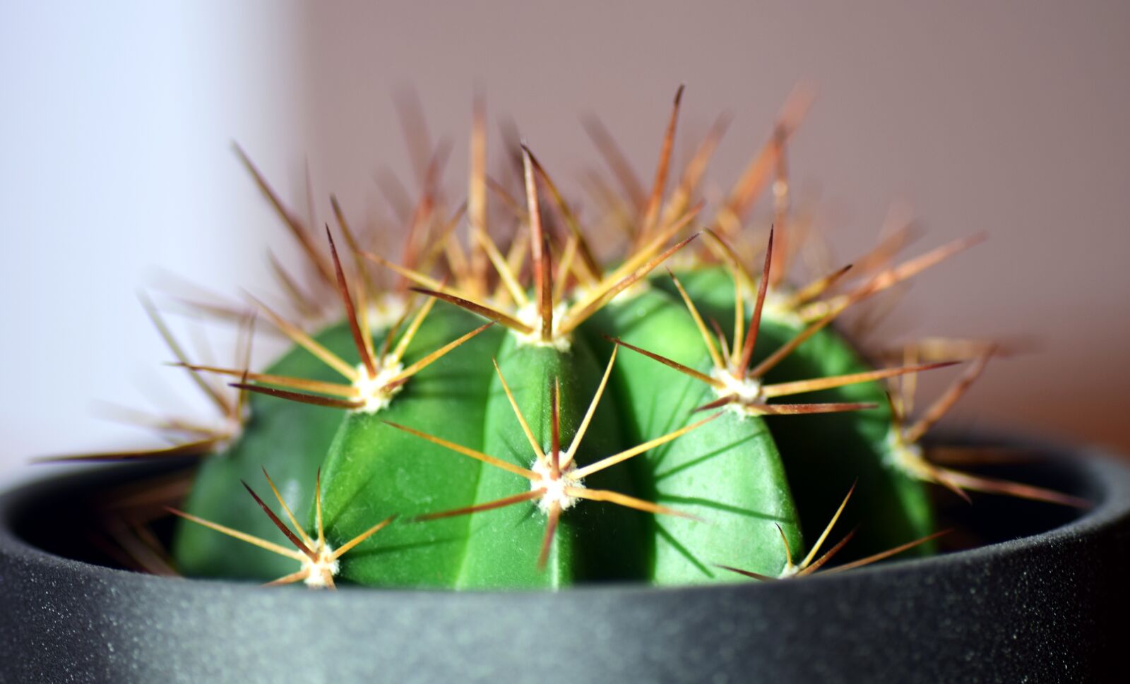 Nikon D3300 sample photo. Cactus, spur, plant photography