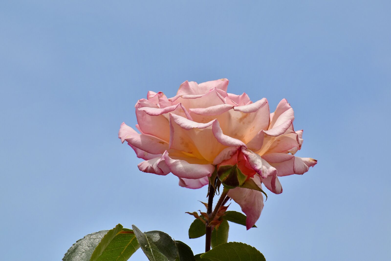 Nikon D5500 sample photo. Blue sky, green leaves photography