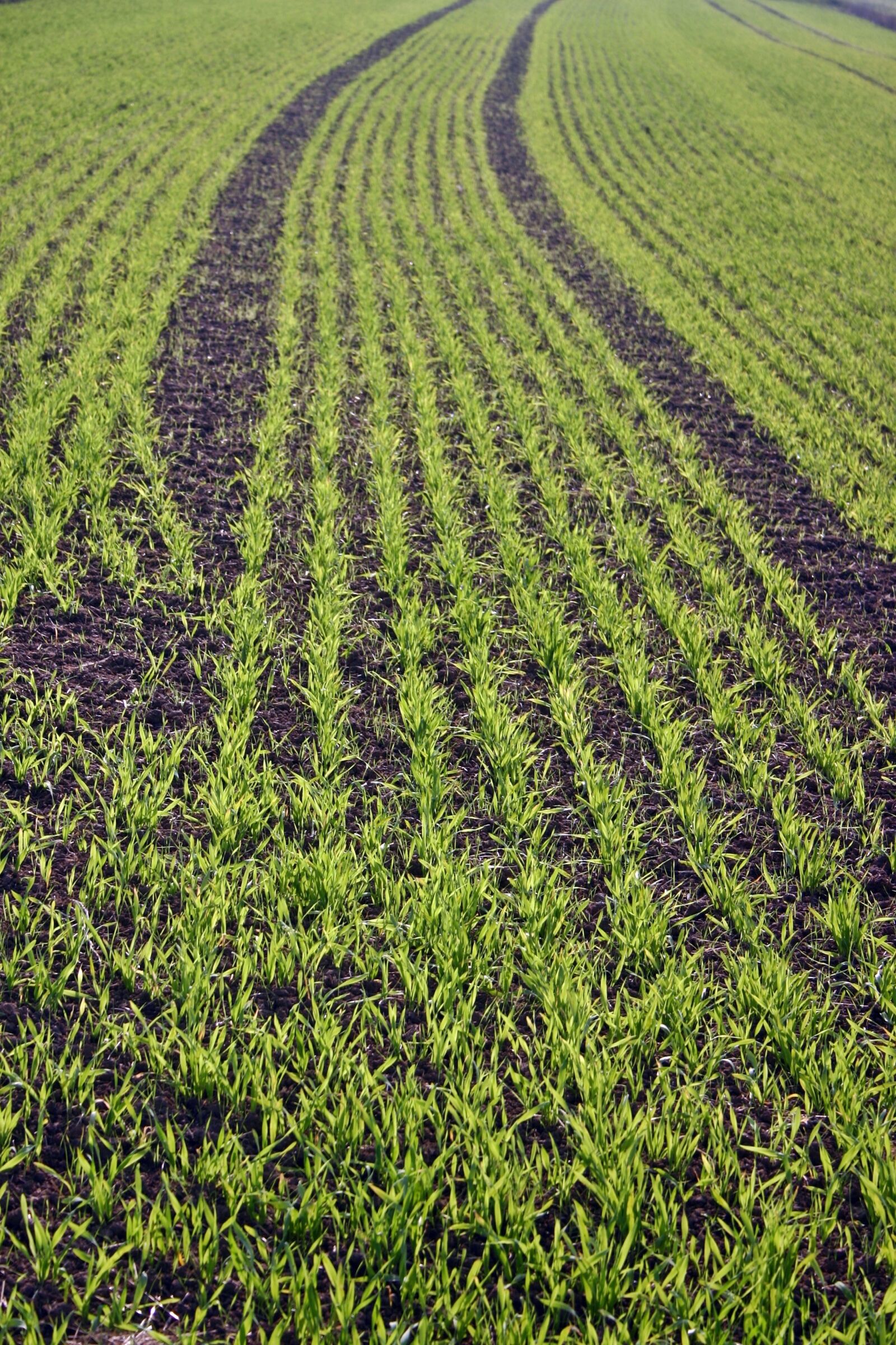 Canon EOS 300D (EOS Digital Rebel / EOS Kiss Digital) sample photo. Field, cereals, agriculture photography