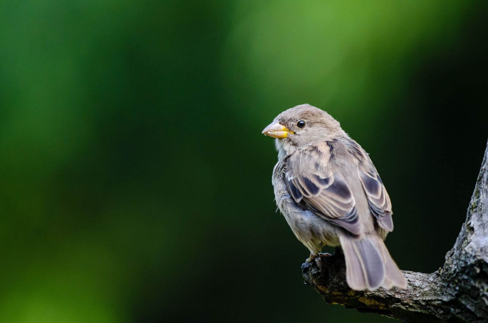 Nikon D7000 sample photo. Animal, avian, sparrow photography