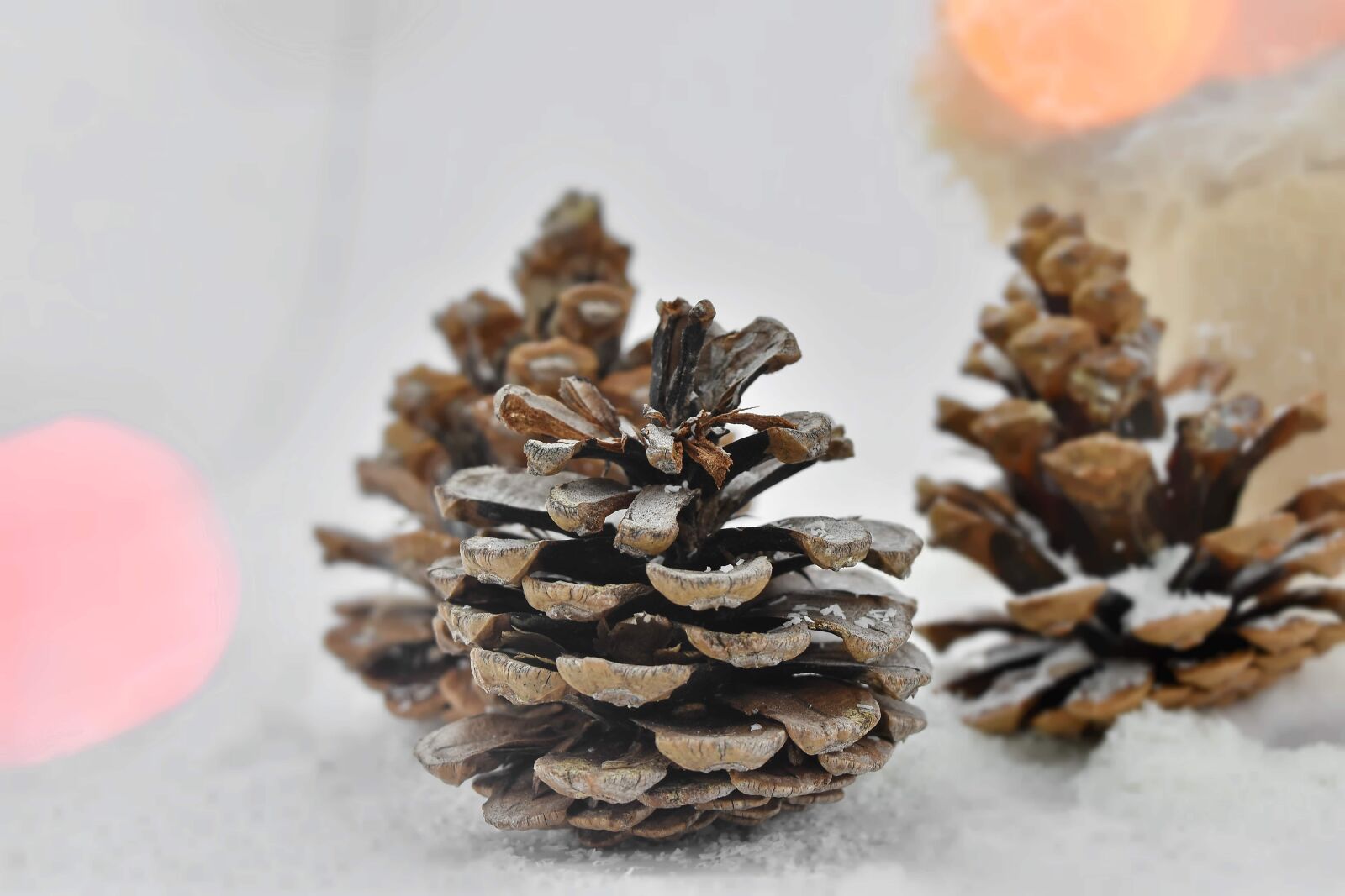 Nikon D5500 sample photo. Backlight, cone, conifers, illumination photography