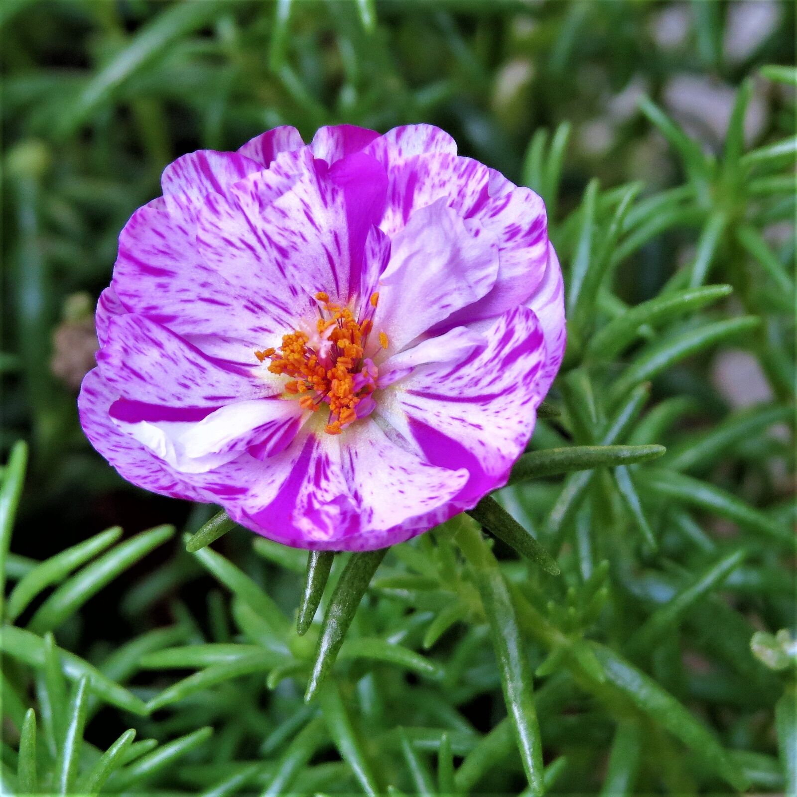Canon PowerShot SX50 HS sample photo. Flower, purple, white photography