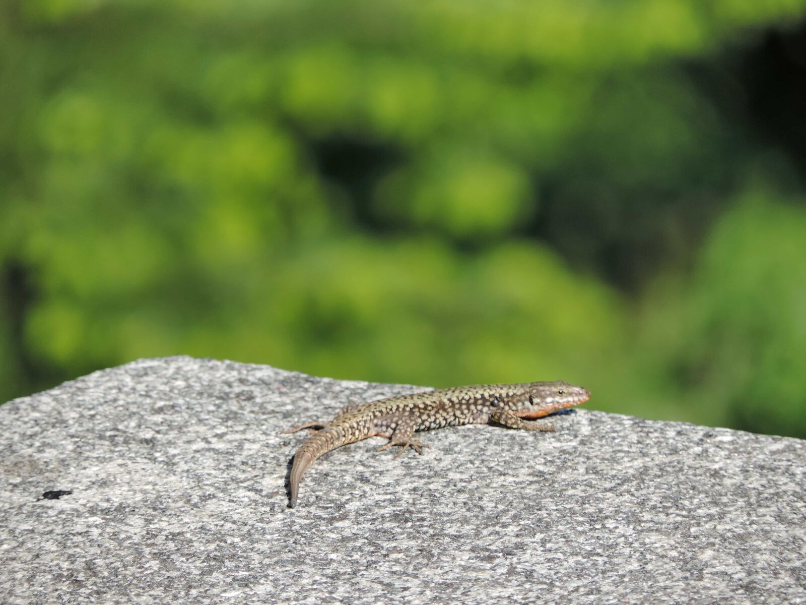 Nikon Coolpix P520 sample photo. Granite, stone, nature, lizard photography
