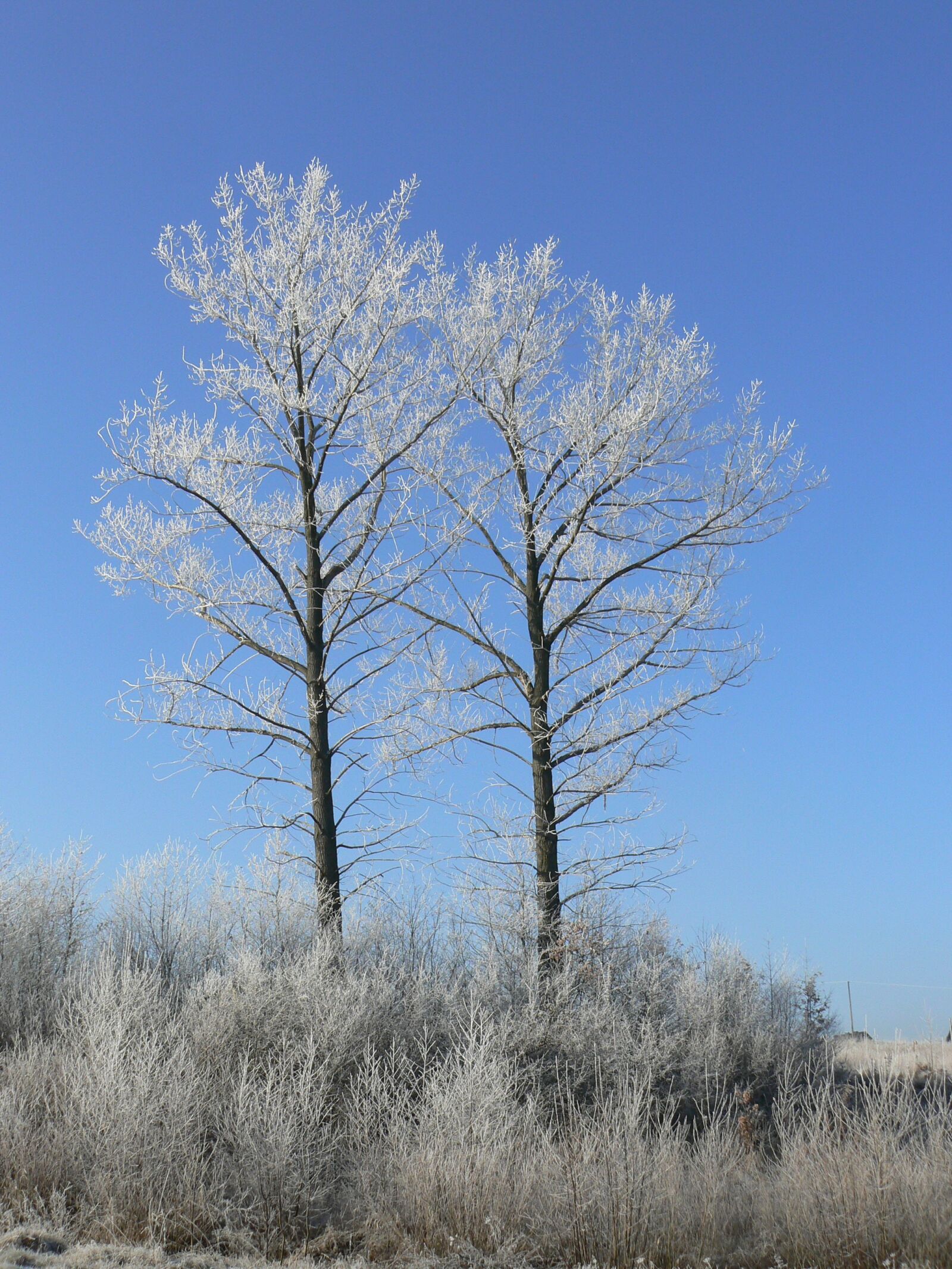 Panasonic DMC-FZ7 sample photo. Winter, frost, tree photography