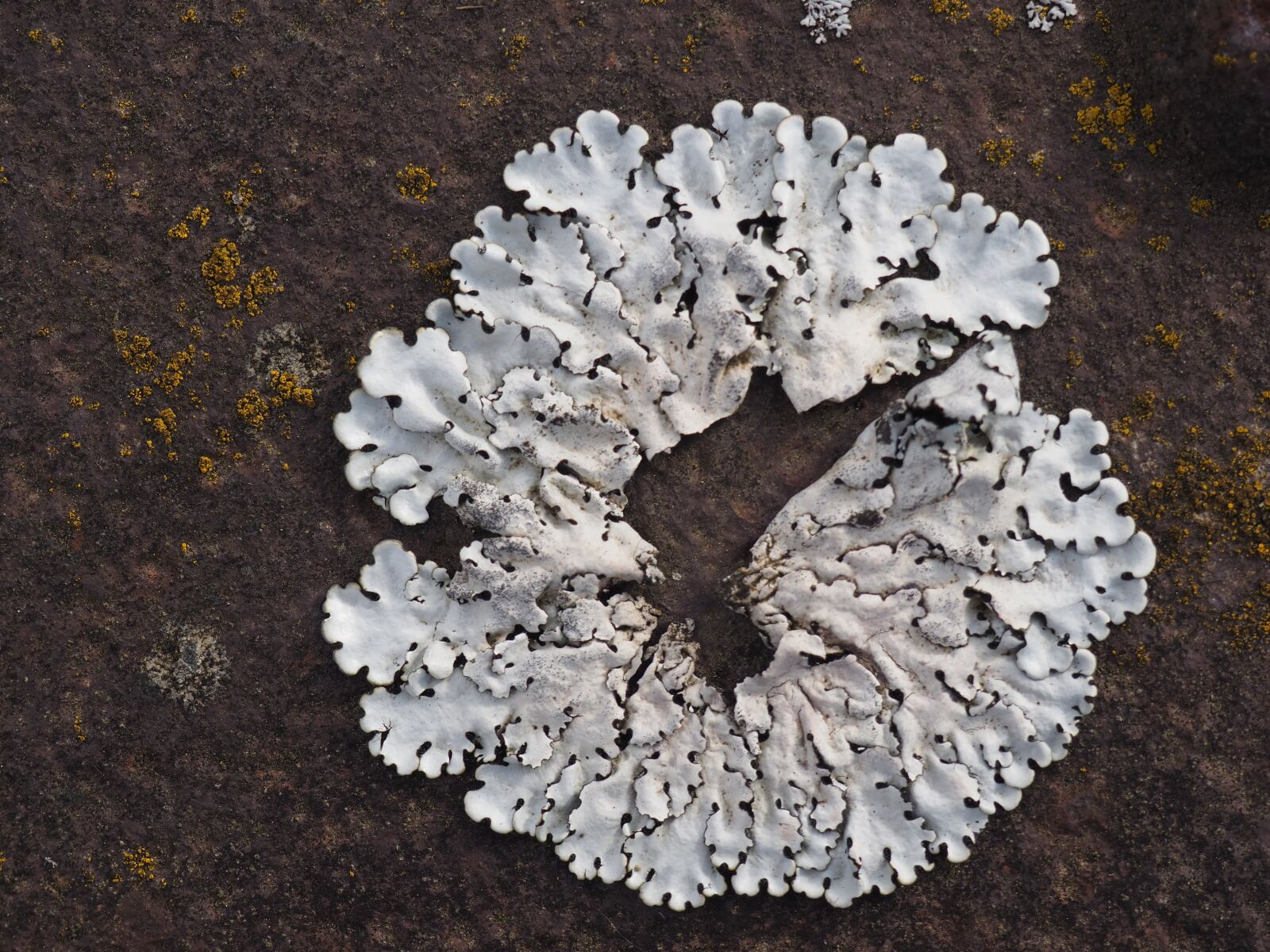 Olympus OM-D E-M10 II sample photo. Lichen, white, rust photography