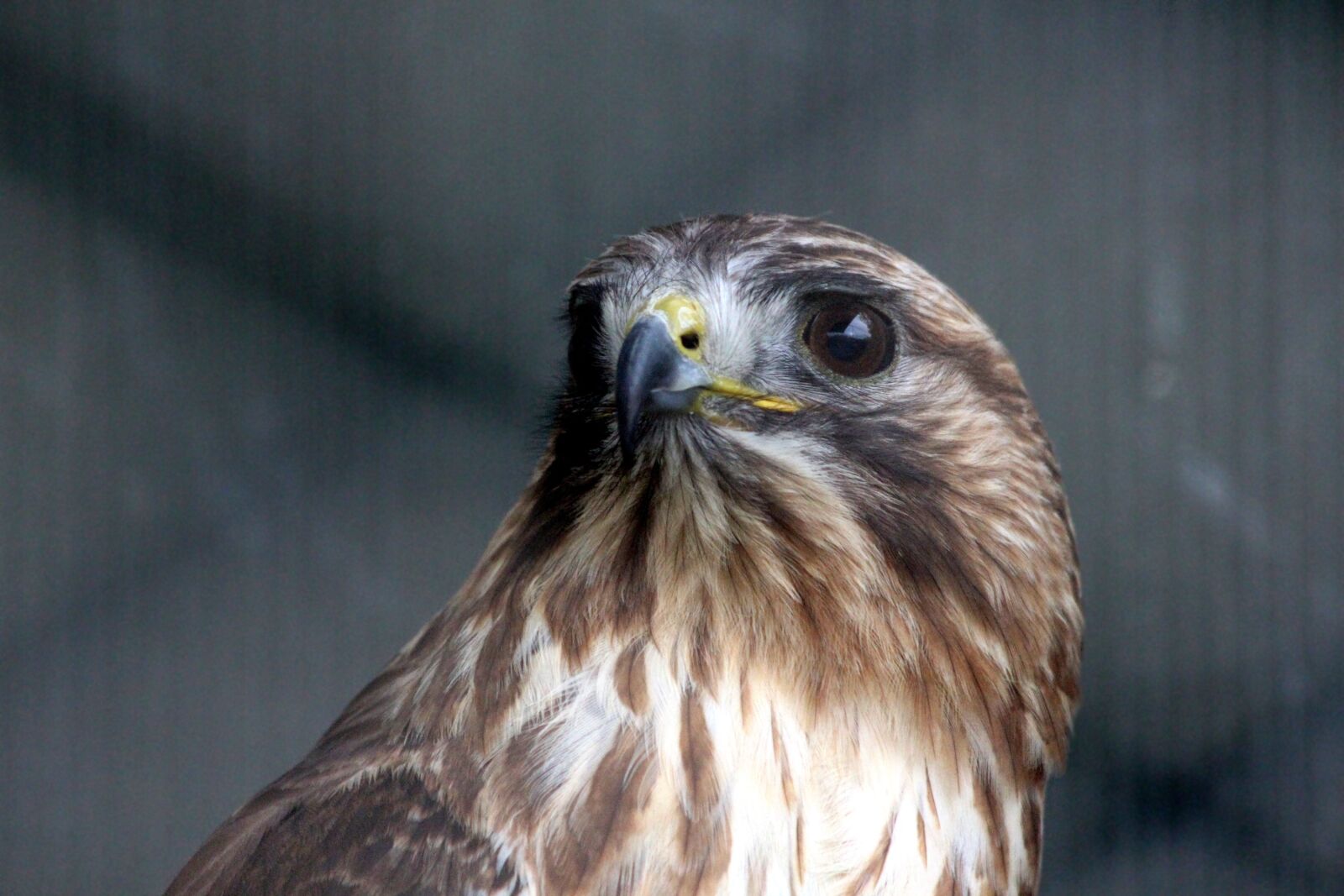 Canon EOS 650D (EOS Rebel T4i / EOS Kiss X6i) sample photo. Buzzard, sarich, buteo buteo photography