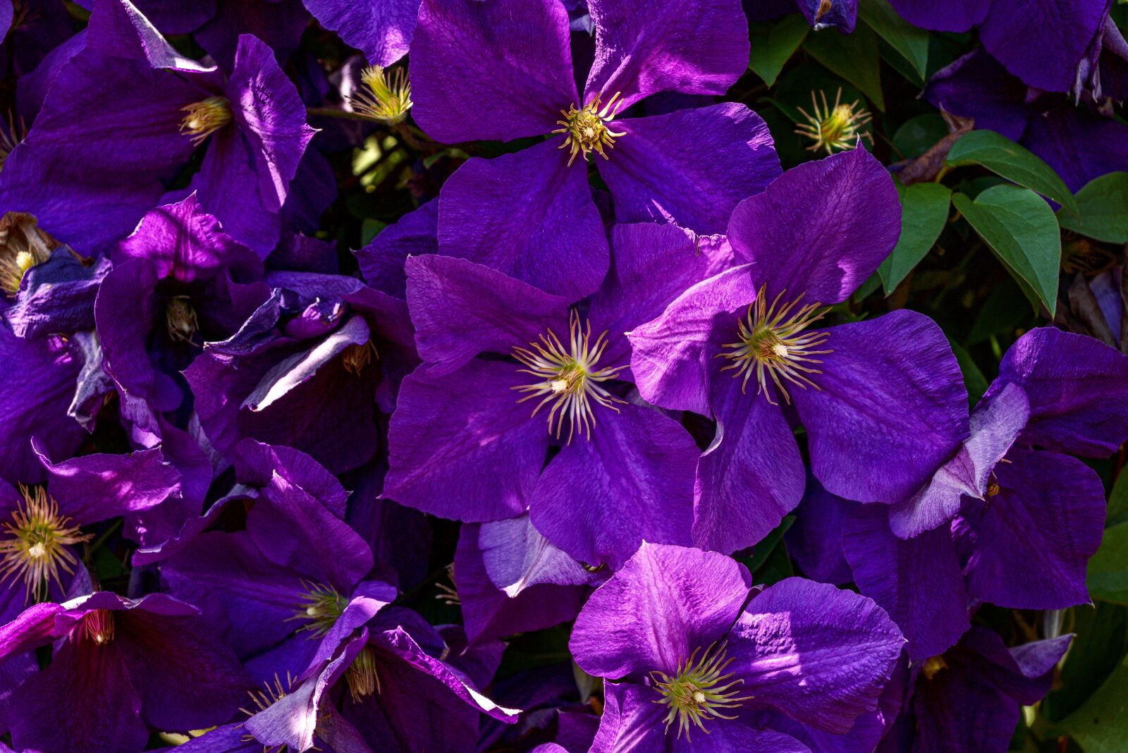 Sony DT 18-135mm F3.5-5.6 SAM sample photo. Clematis, purple, climber plant photography