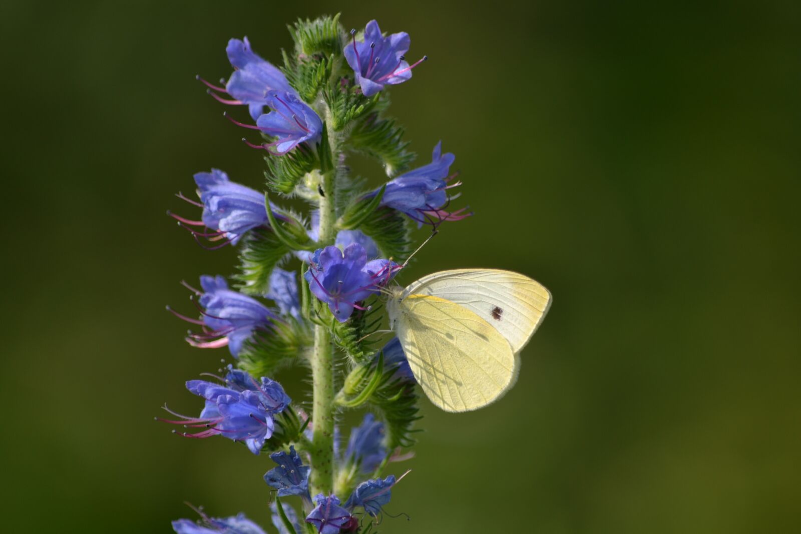 Nikon D3100 sample photo. Butterfly, nature, white photography