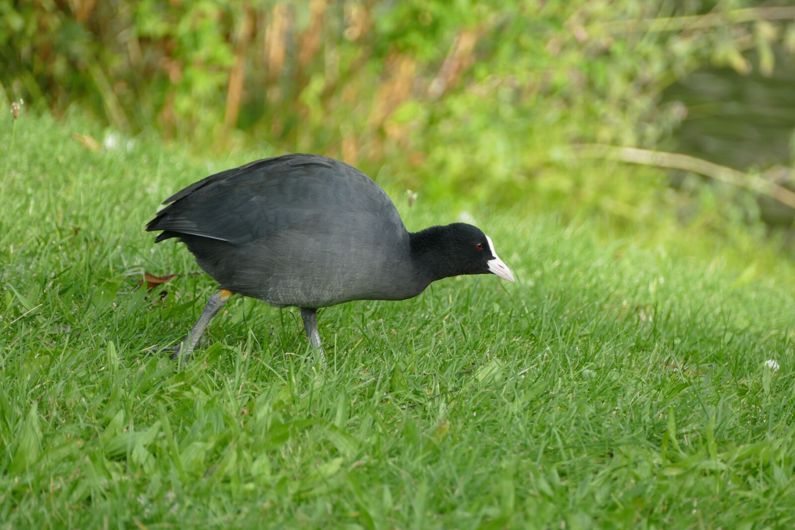 Panasonic Lumix DMC-FZ1000 sample photo. Coot, ralle, water bird photography