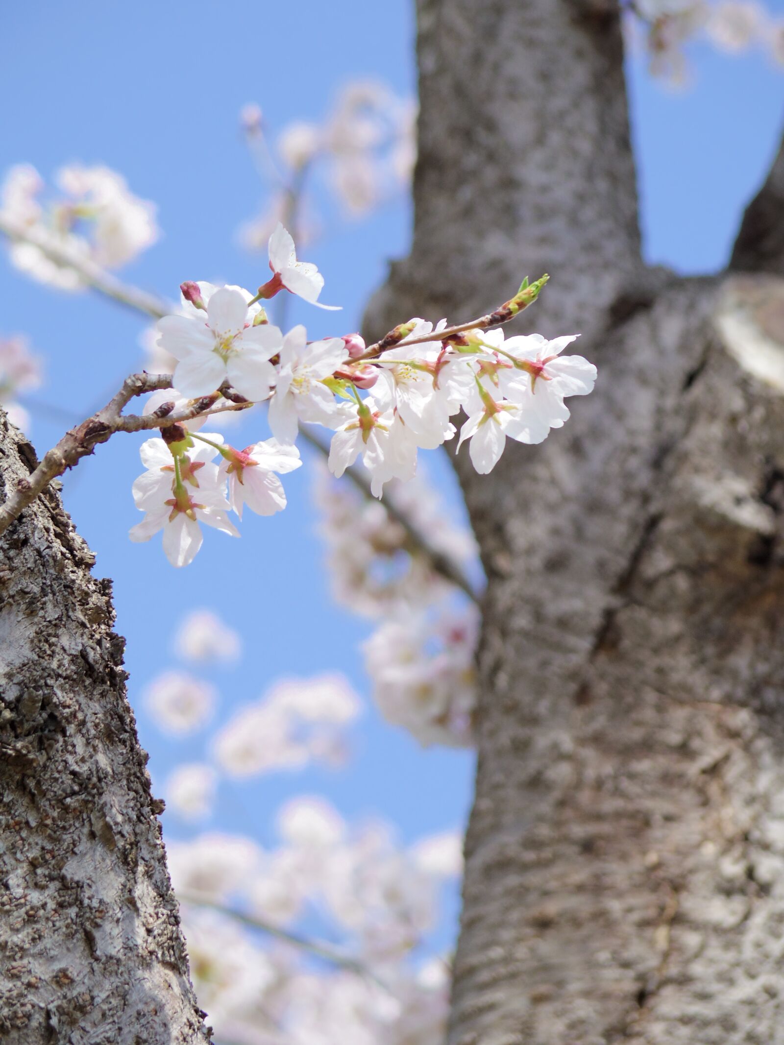 Pentax Q-S1 sample photo. Cherry blossoms, wood, natural photography