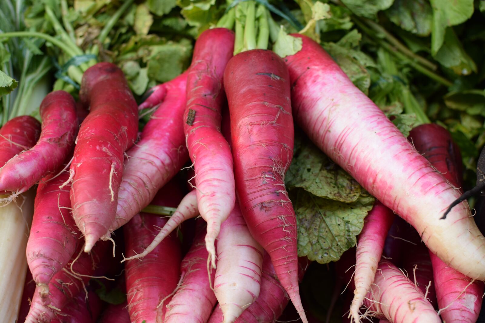 Nikon D5300 sample photo. Radish, rotsak, vegetable photography