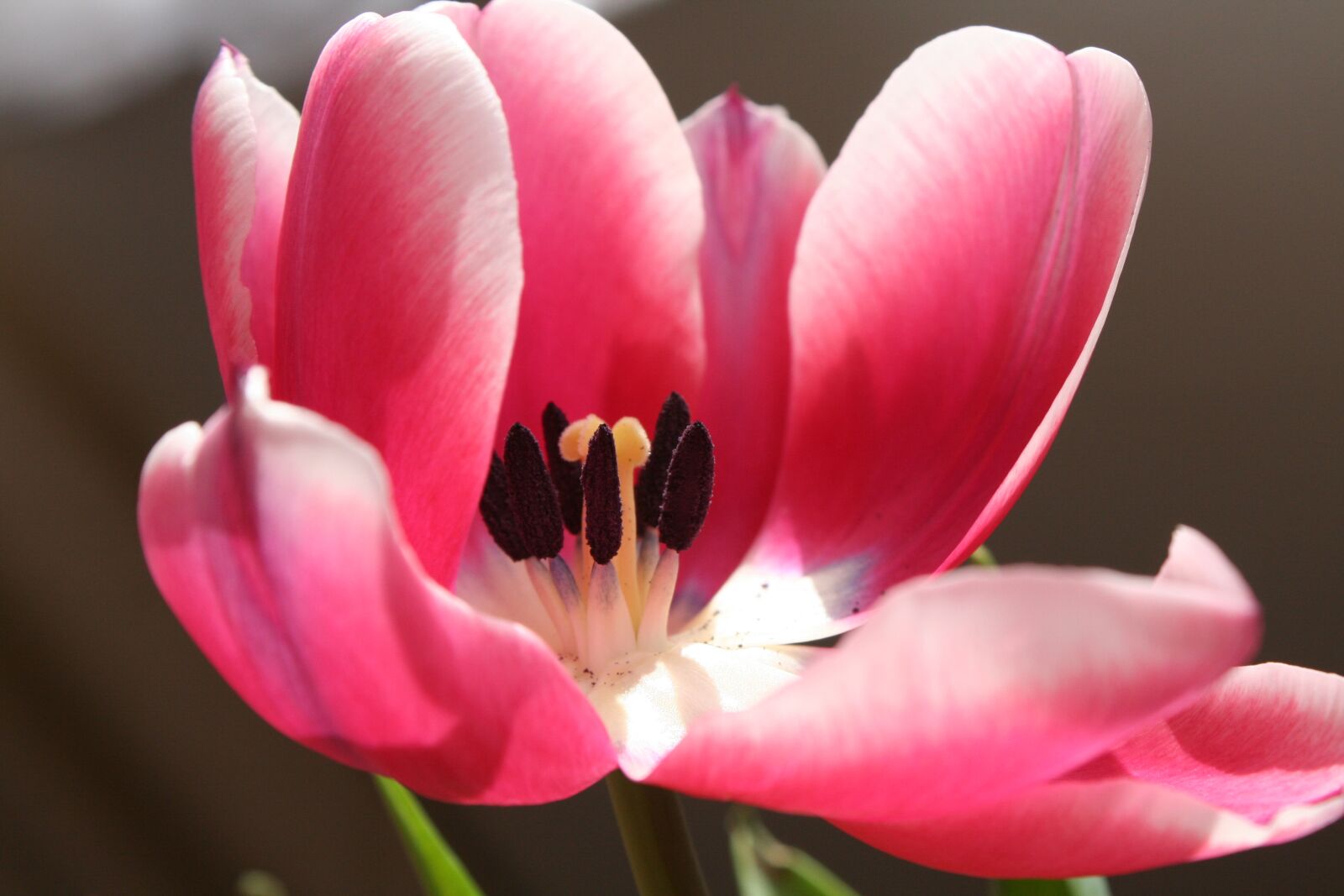 Canon EOS 350D (EOS Digital Rebel XT / EOS Kiss Digital N) sample photo. Tulip, flower, petal photography