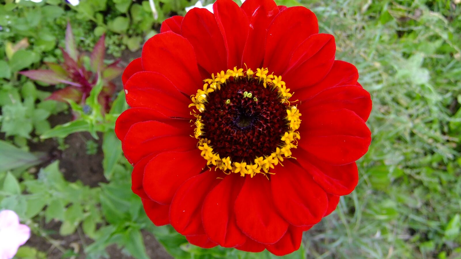 FujiFilm FinePix F80EXR (FinePix F85EXR) sample photo. Zinnia, nature, flowers photography