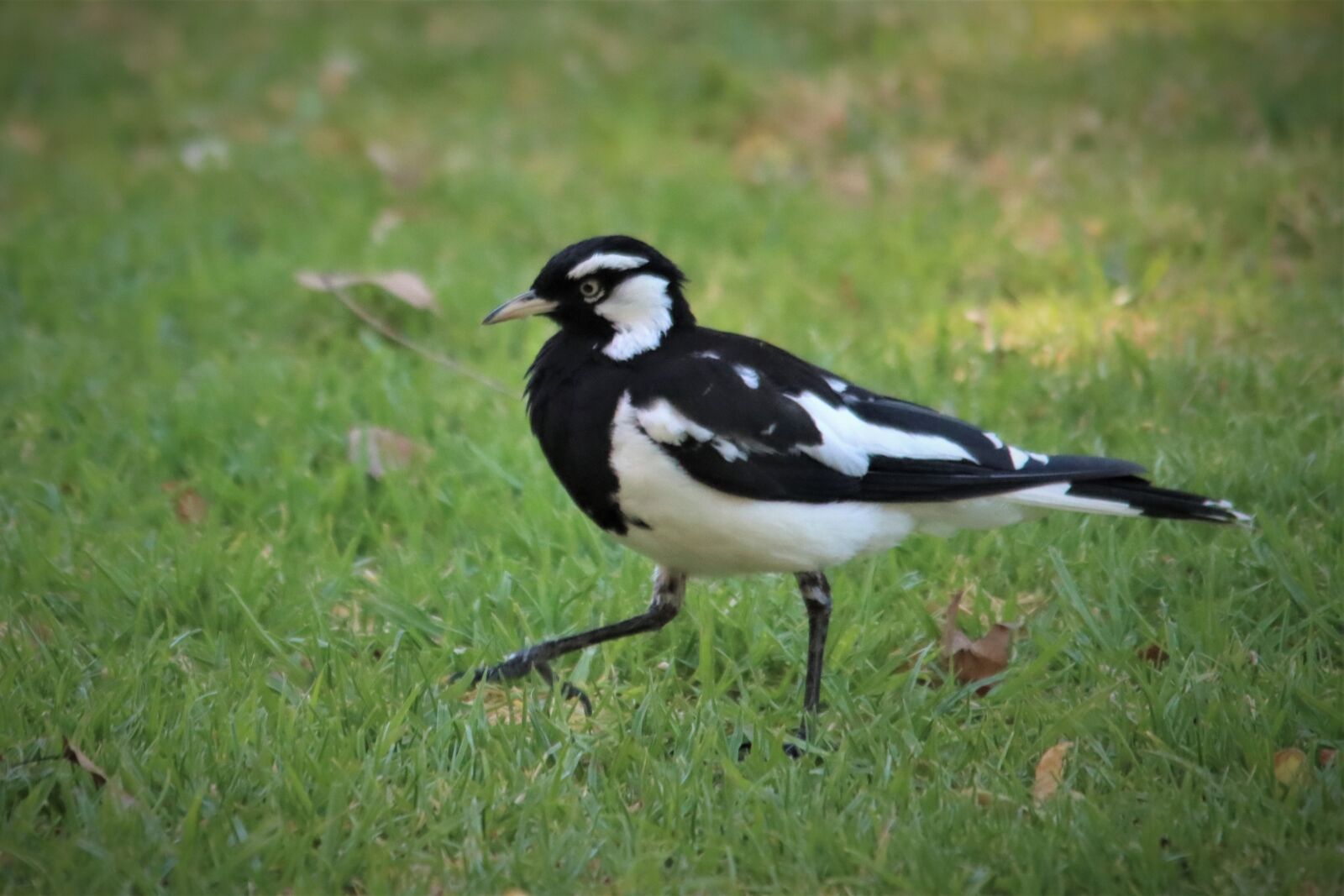 Canon EOS 90D sample photo. Black and white, magpie photography