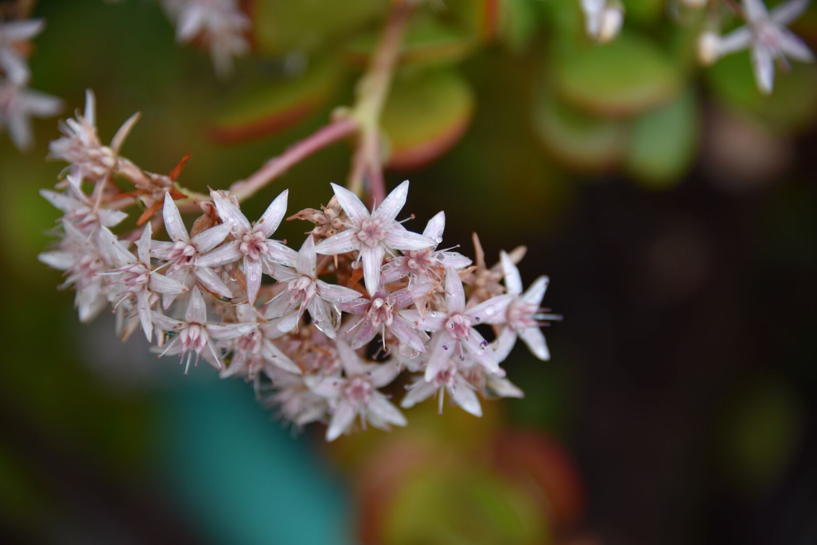 Nikon D750 sample photo. Flowers, small, purple photography