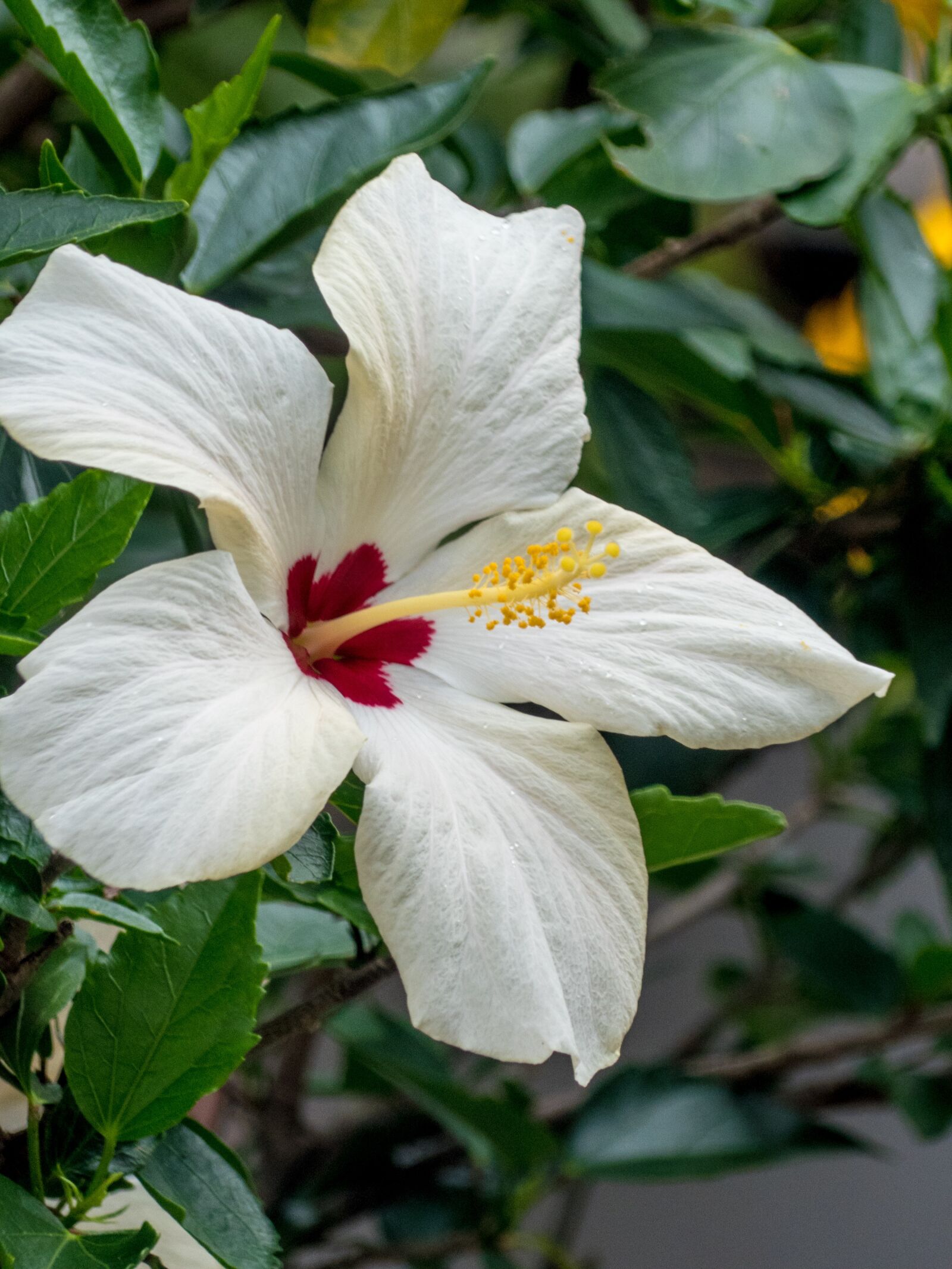 Panasonic Lumix DMC-FZ300 sample photo. Botany, hibiscus, plant photography