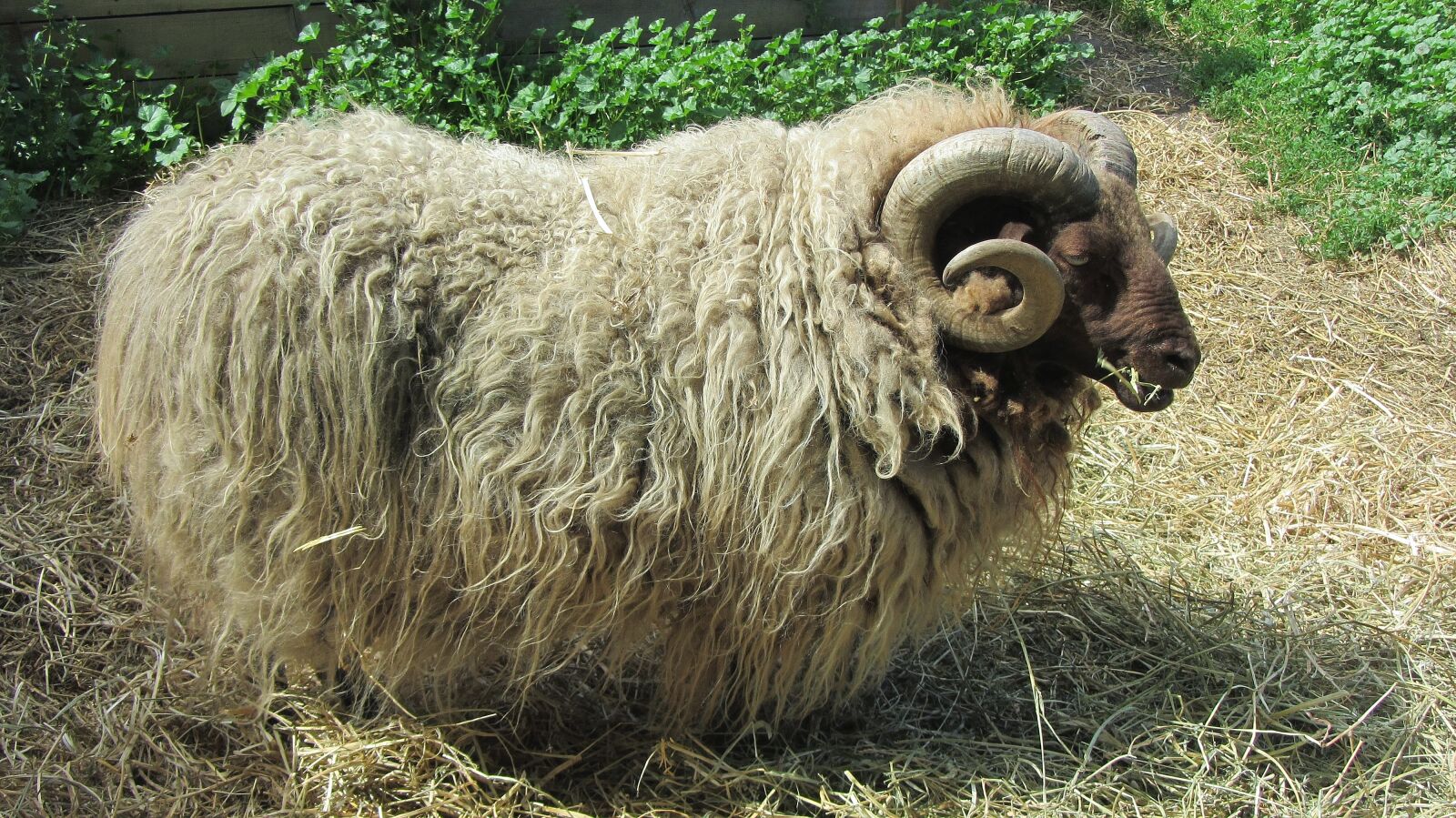 Canon PowerShot SX220 HS sample photo. Sheep, farm, cattle photography