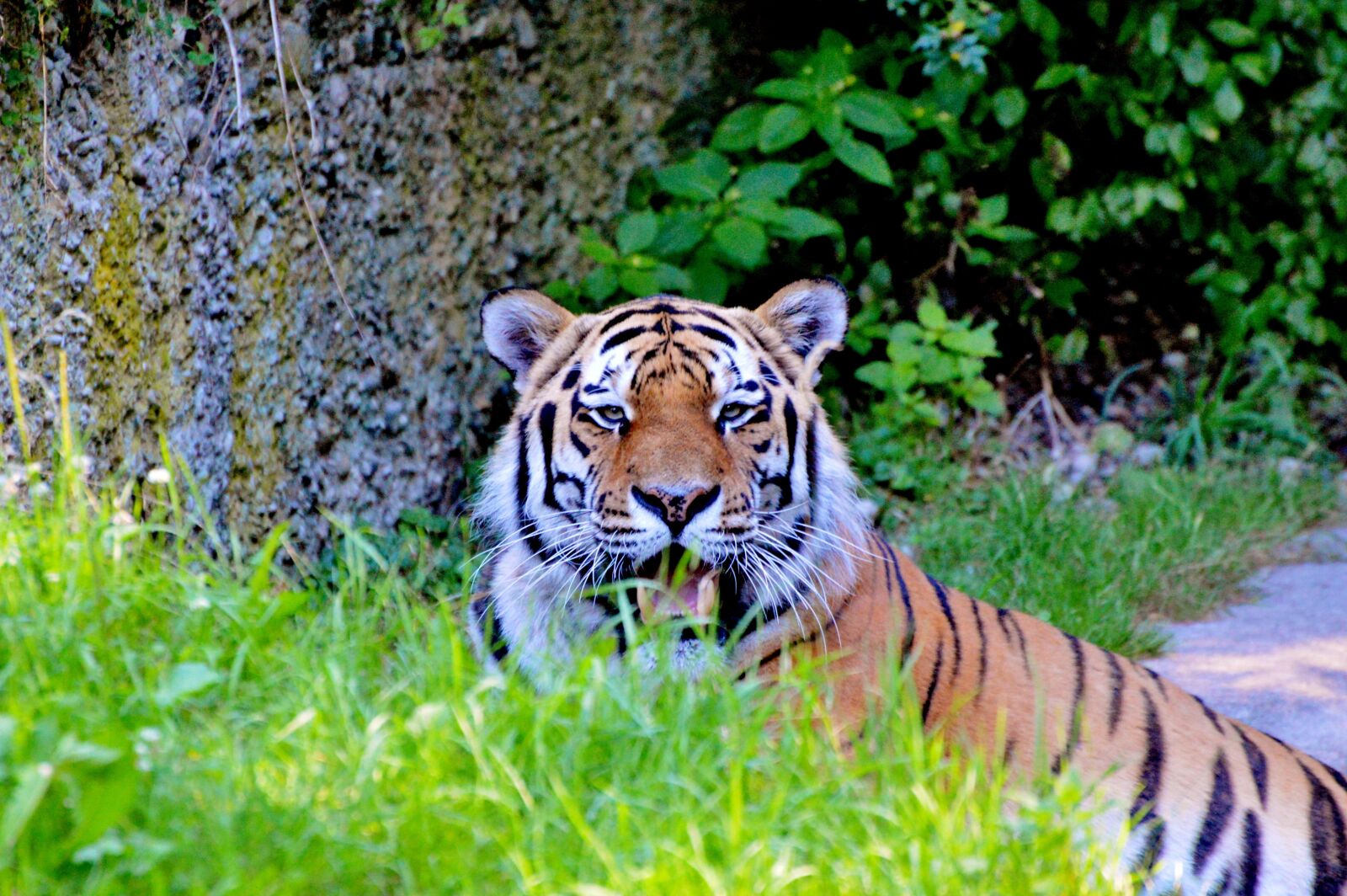 Nikon D3200 sample photo. Tiger, big cat, predator photography