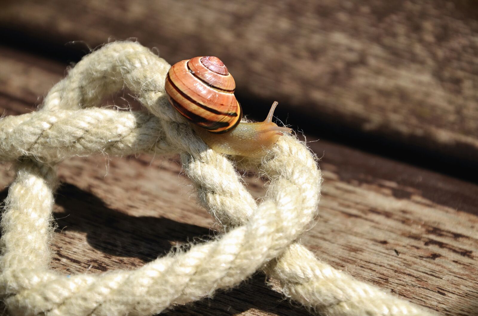 Nikon D5100 sample photo. Rope, heart, snail, invertebrate photography