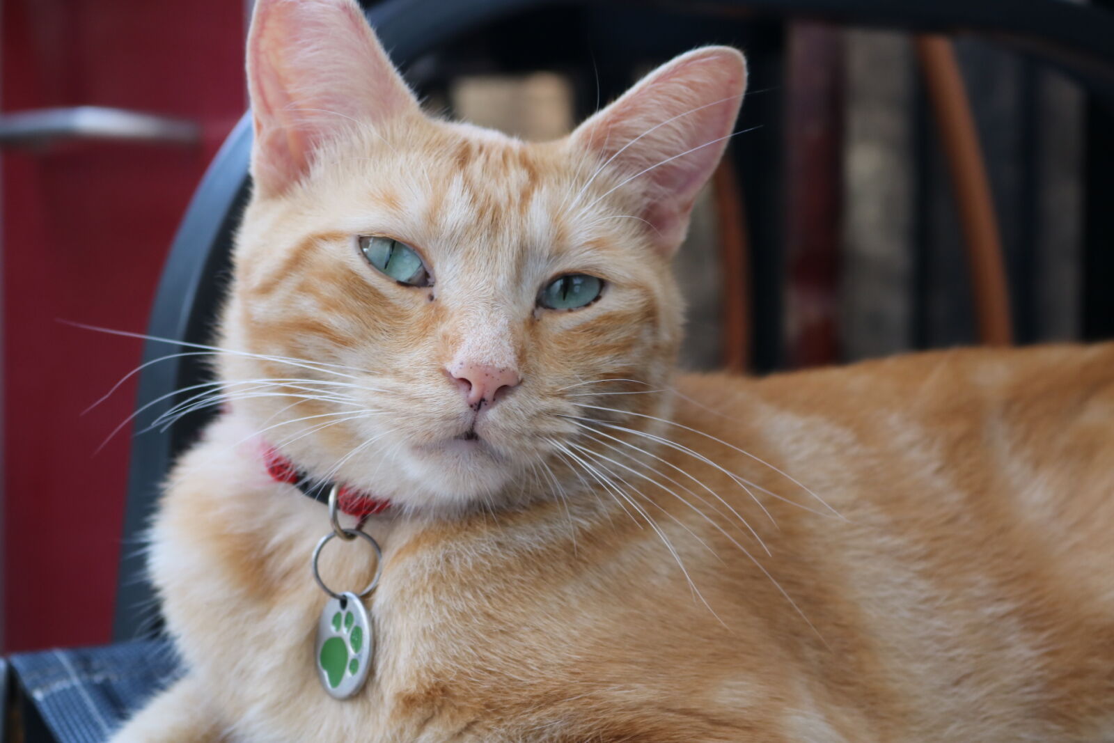 Canon EOS 750D (EOS Rebel T6i / EOS Kiss X8i) sample photo. Animal, animal, photography, blue photography