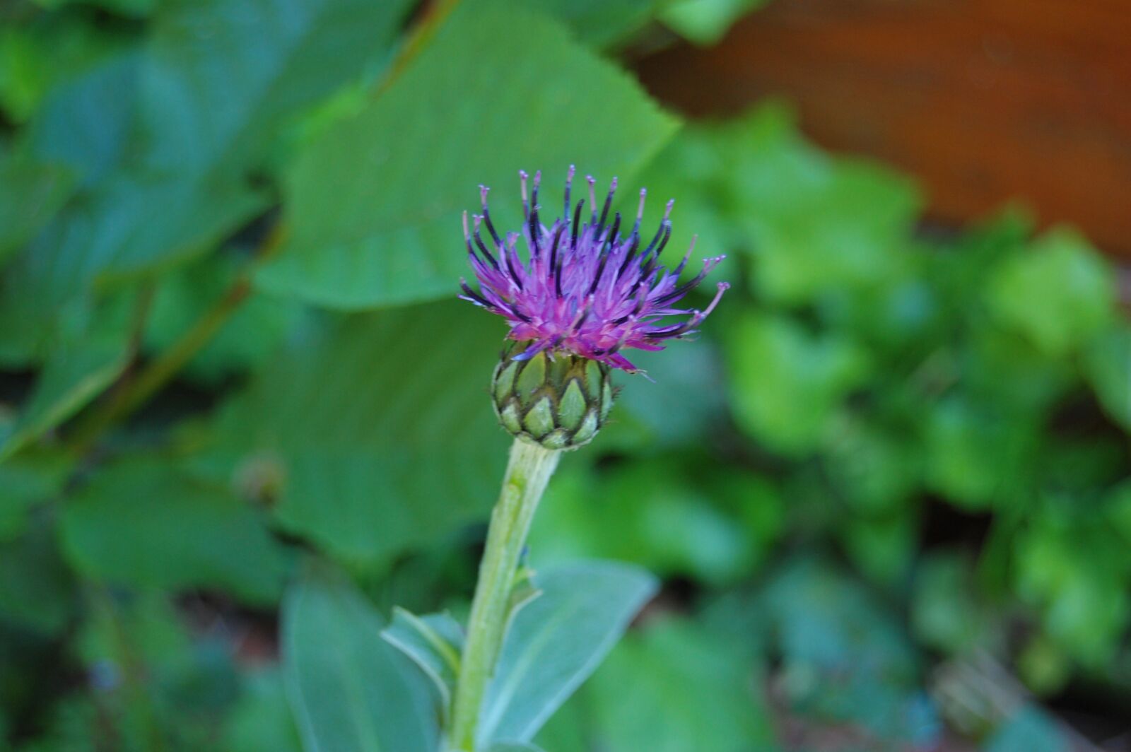 Nikon D40 sample photo. Blueberry, flower, garden photography