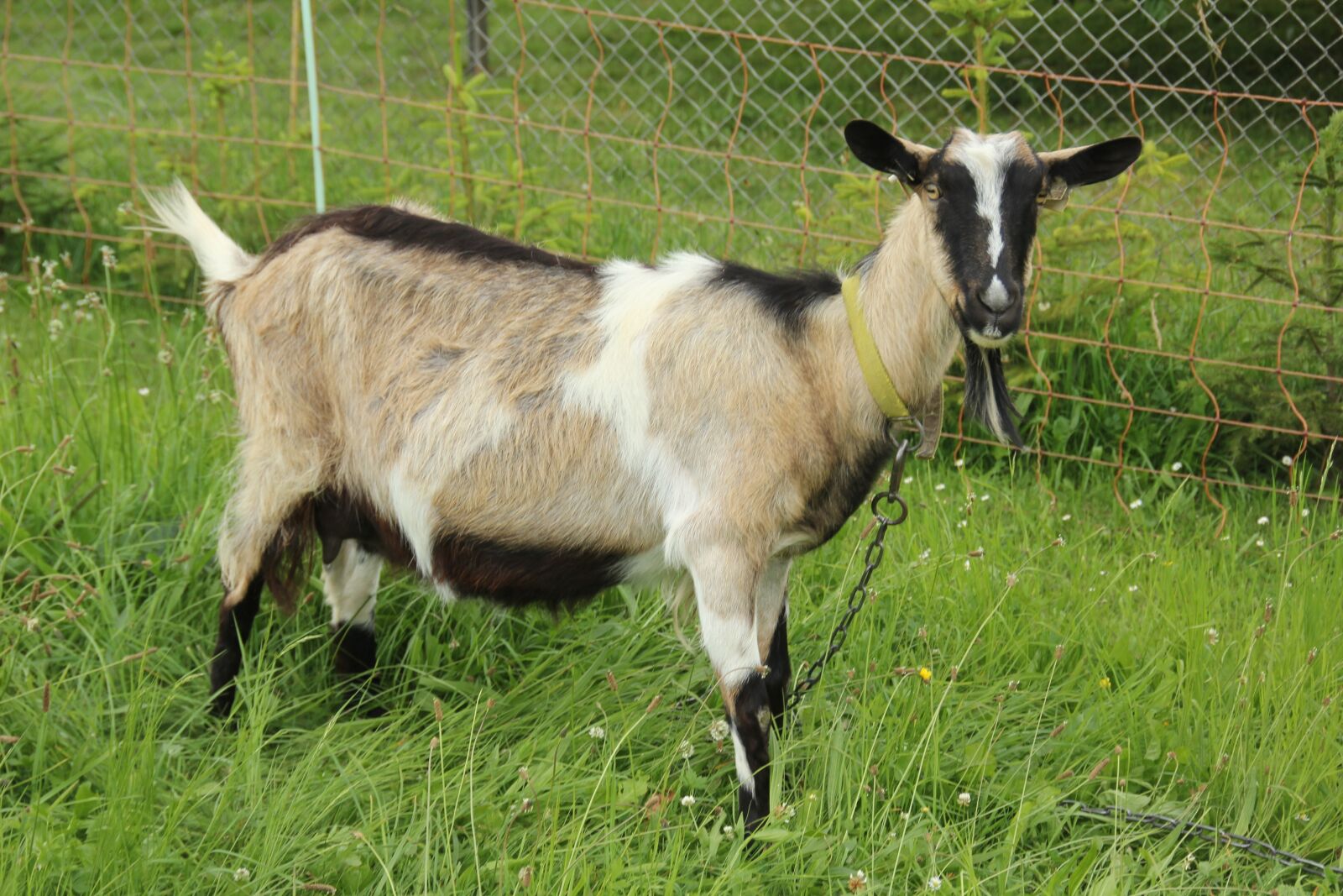 Canon EOS 60D sample photo. Goat, mammal, domestic goat photography