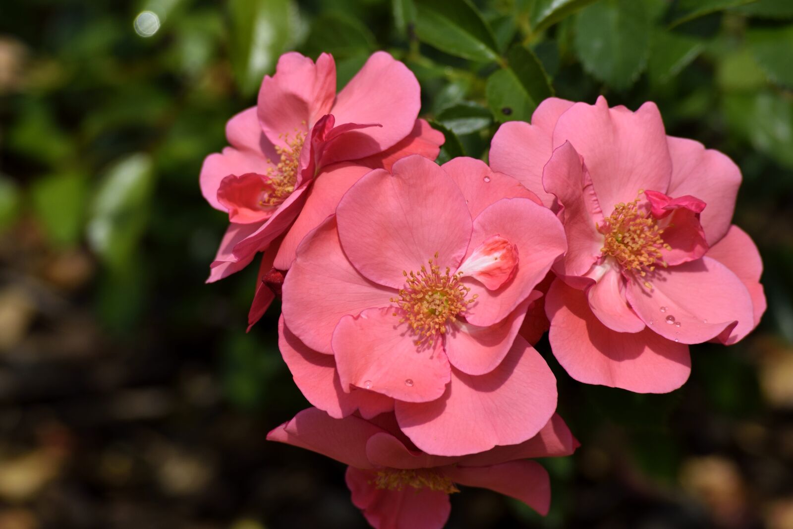 Nikon D3300 sample photo. Vibrant, flowers, floral photography