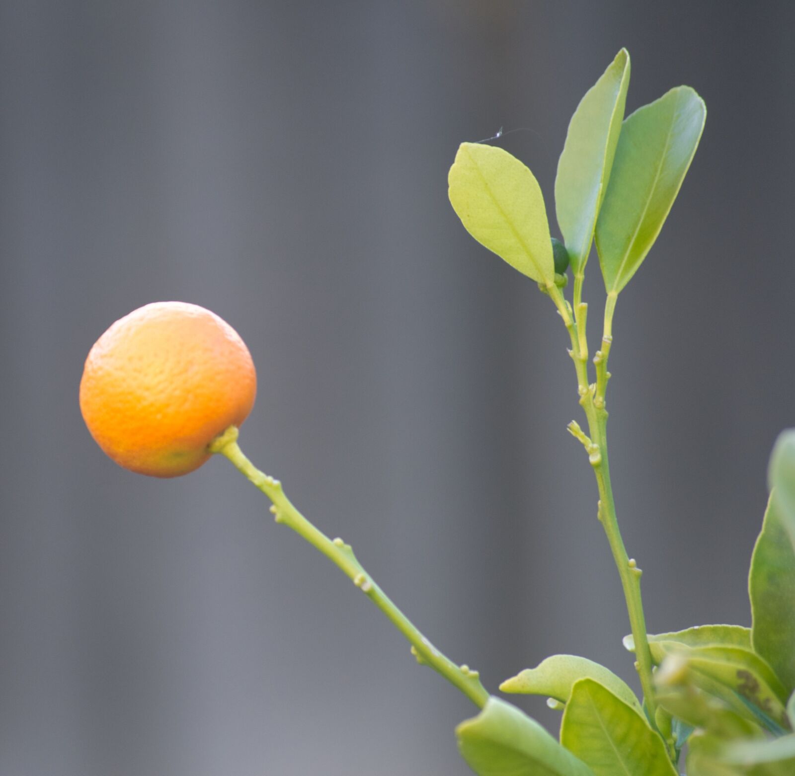 Nikon D3100 sample photo. Fruit, orange, cumquat photography