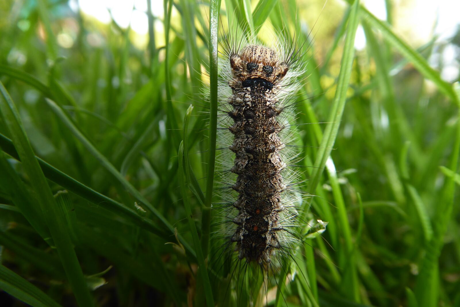 Panasonic Lumix DMC-ZS50 (Lumix DMC-TZ70) sample photo. Meadow, caterpillar, green photography