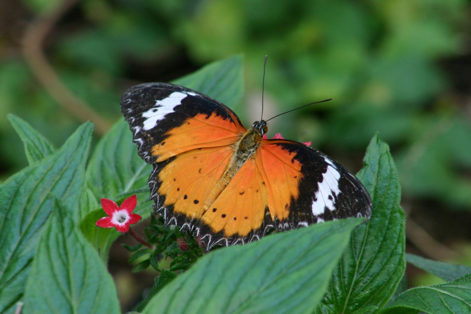 Canon EOS 300D (EOS Digital Rebel / EOS Kiss Digital) sample photo. Butterfly, blume, nature photography