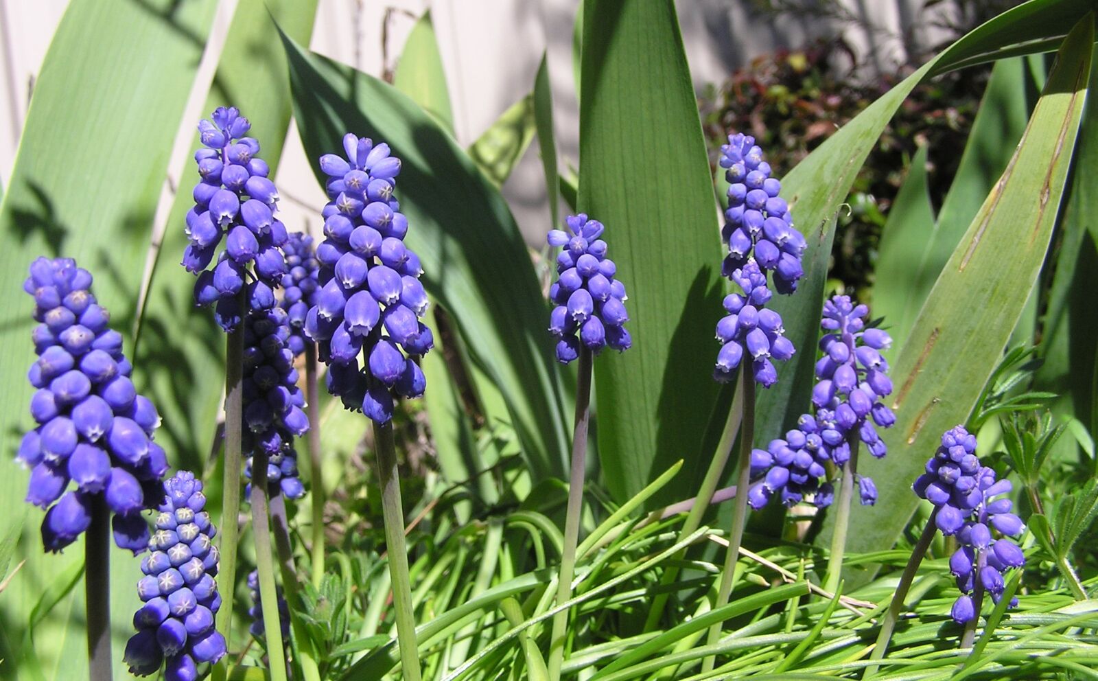 Olympus C750UZ sample photo. Blue, grape hyacinth, bulbs photography